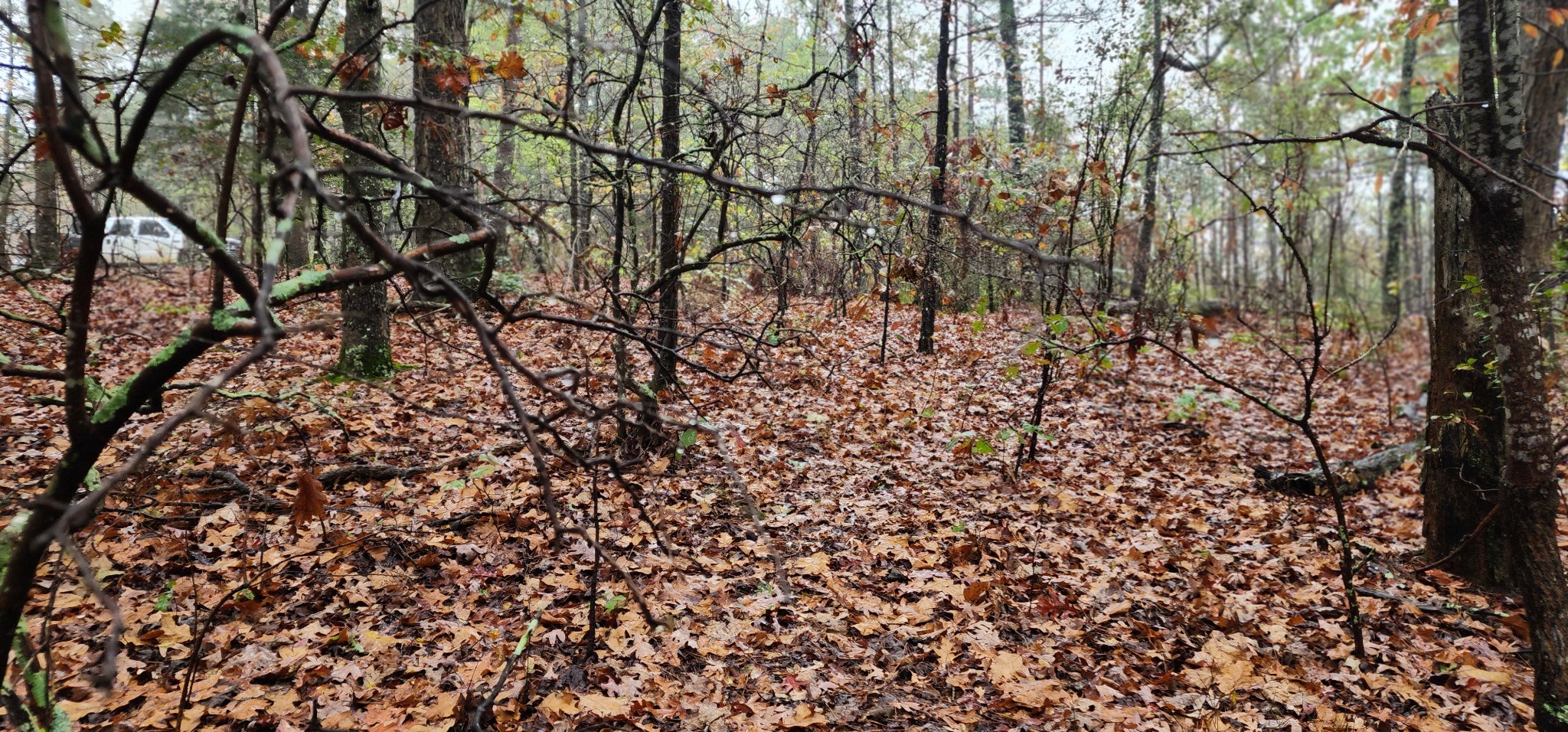 0 Williams Grove Rd Property Photo 22