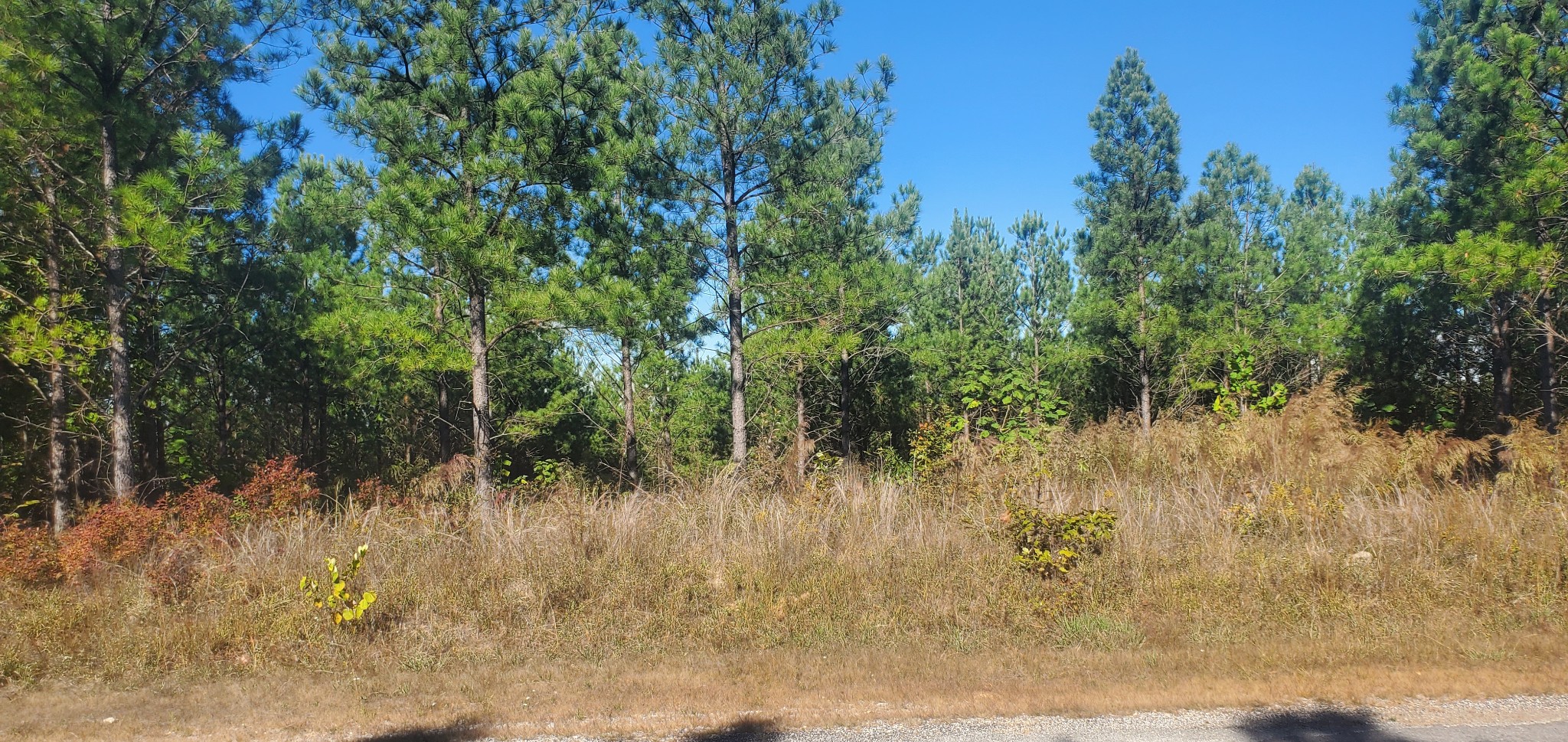 3957 Old Hohenwald Rd Property Photo 4