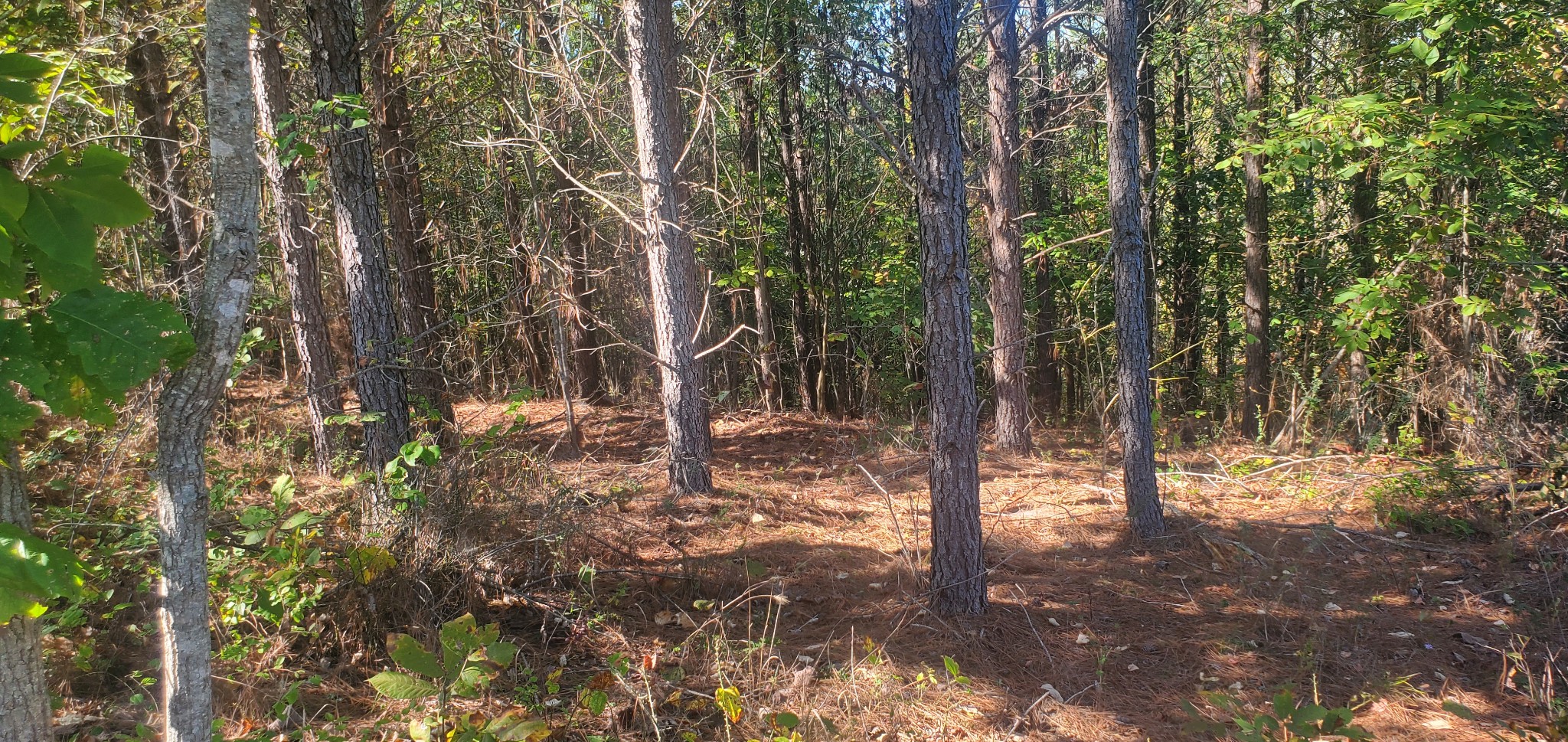 3957 Old Hohenwald Rd Property Photo 5