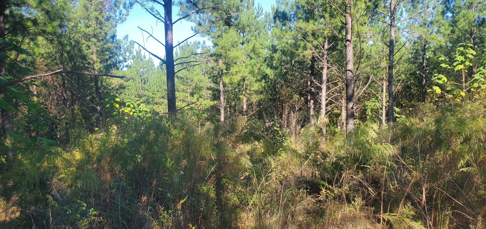 3957 Old Hohenwald Rd Property Photo 6