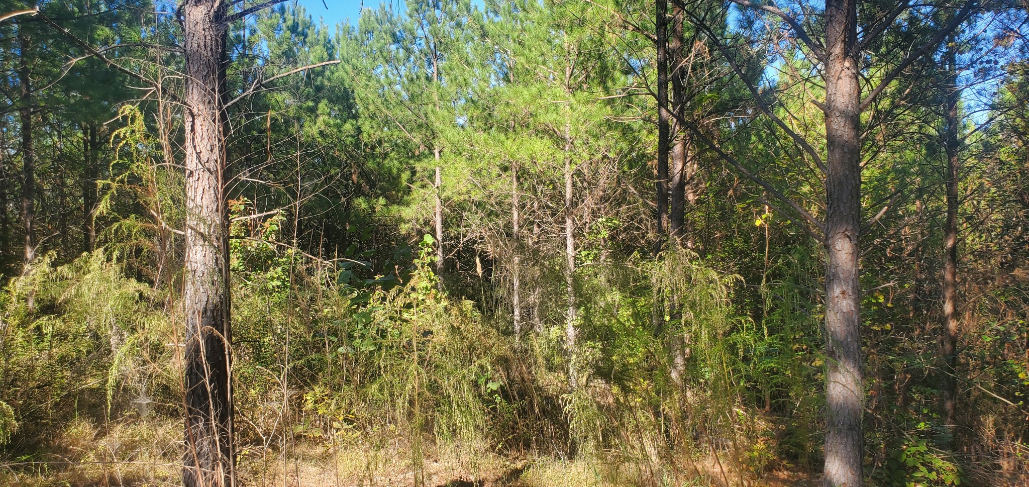 3957 Old Hohenwald Rd Property Photo 7