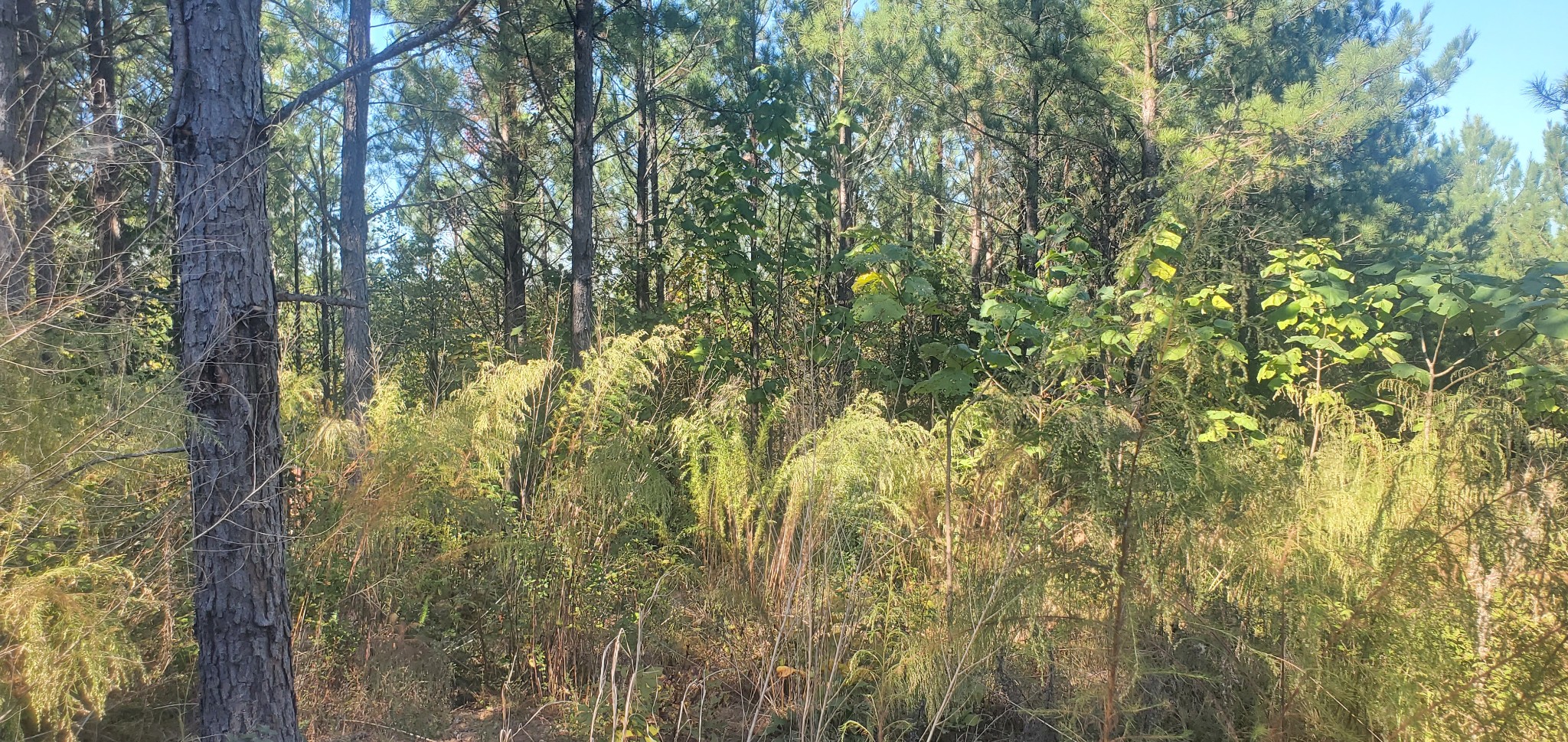 3957 Old Hohenwald Rd Property Photo 8