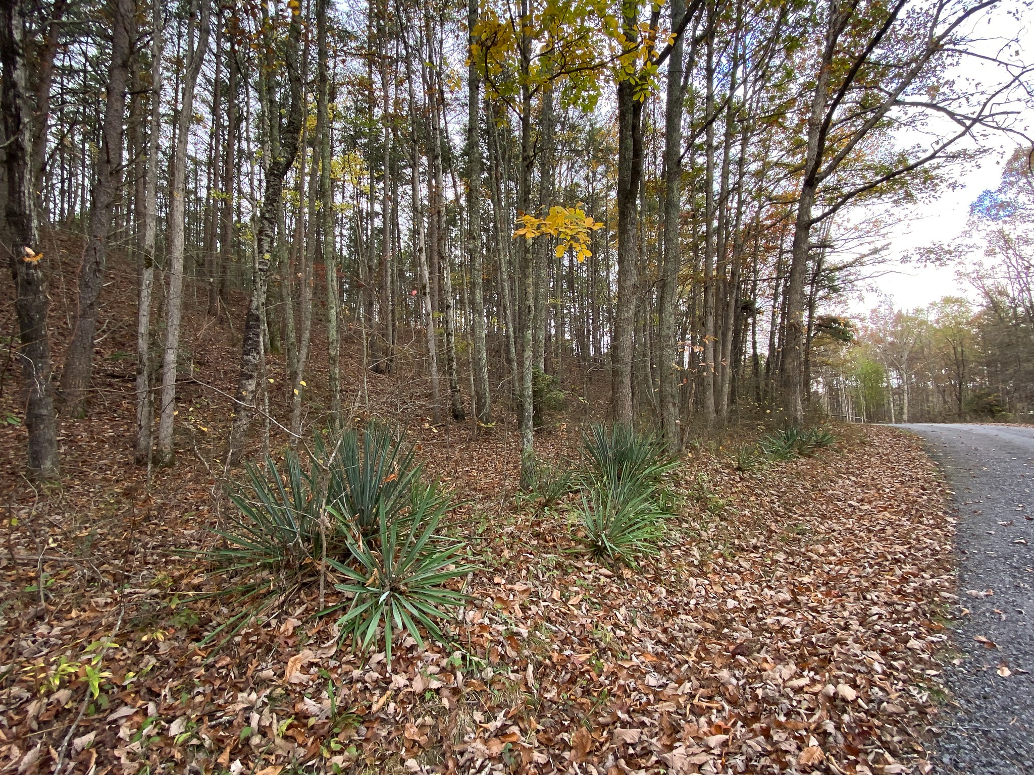 0 Caldwell Rd Property Photo 4