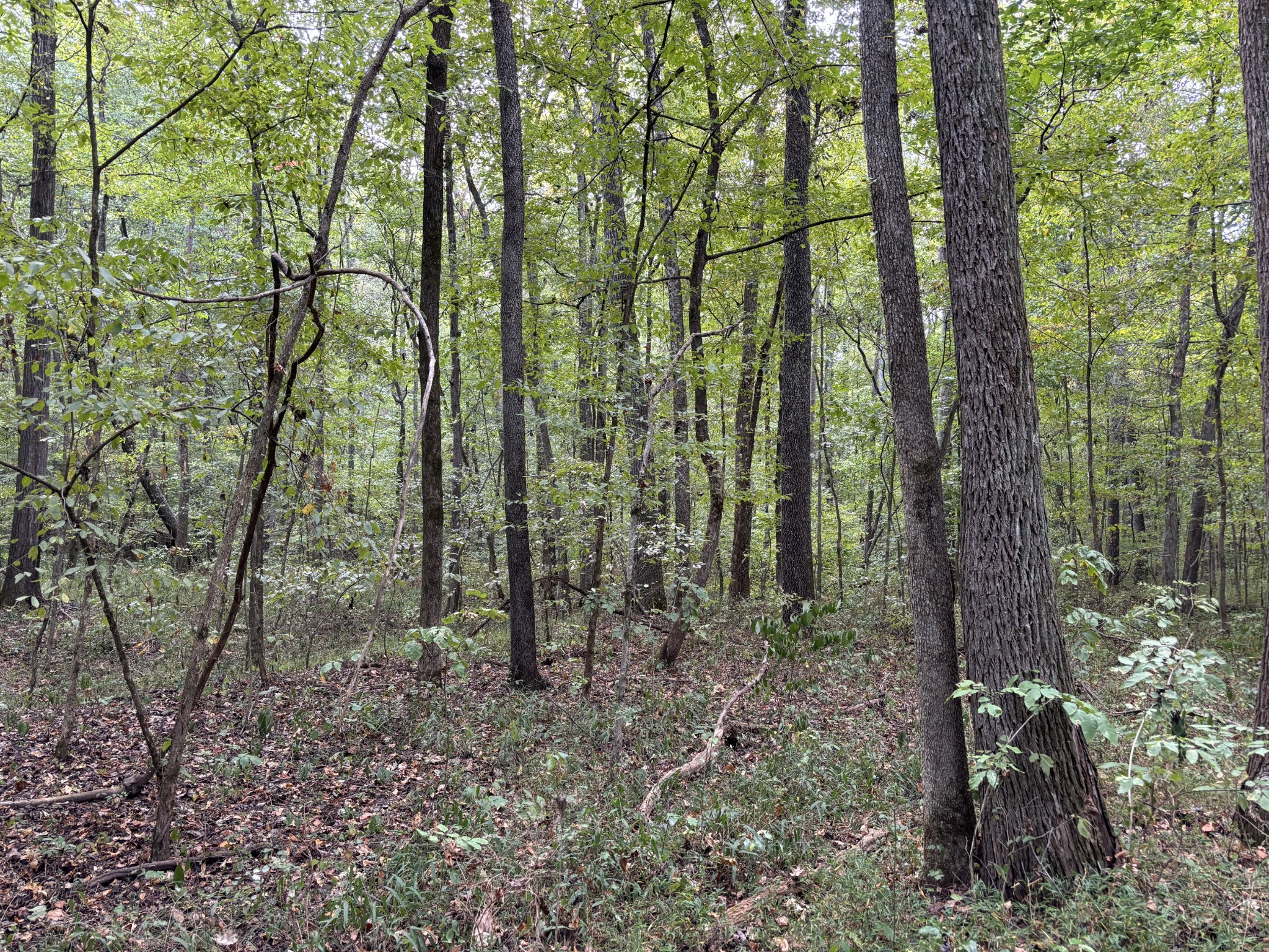 0 Birdsong Road Property Photo 10
