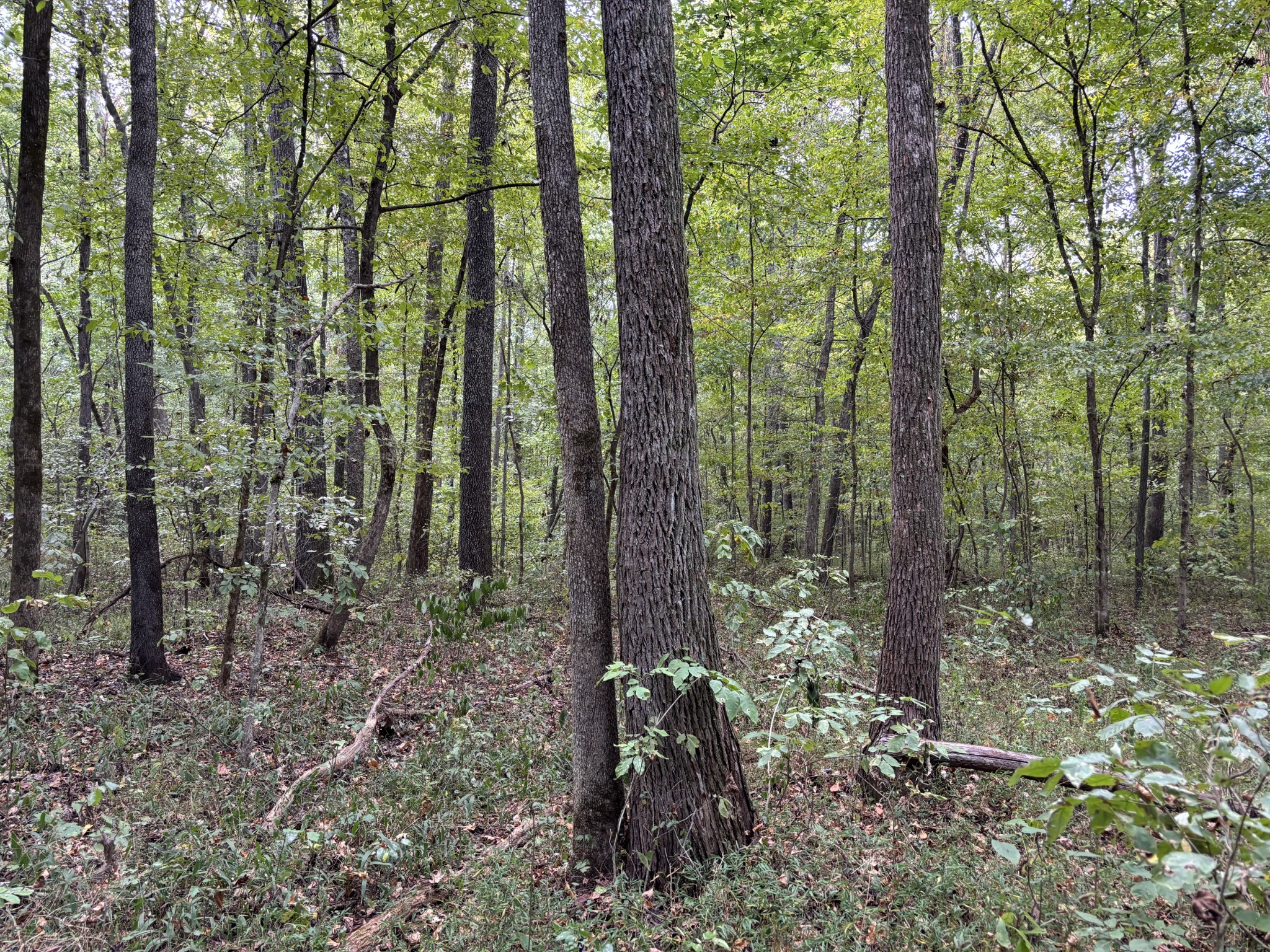 0 Birdsong Road Property Photo 11