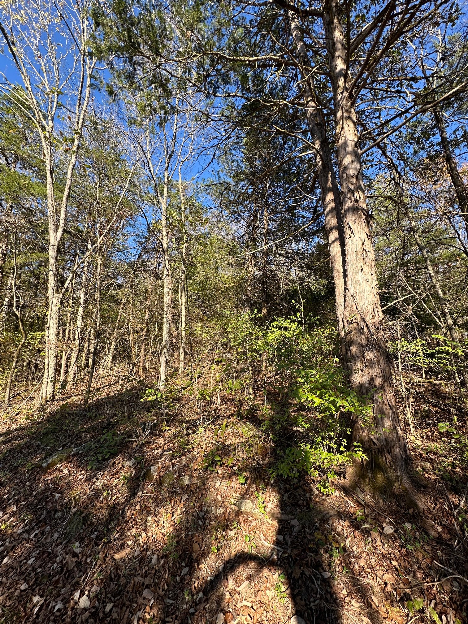 0 Ben Gentry Ln Property Photo 4