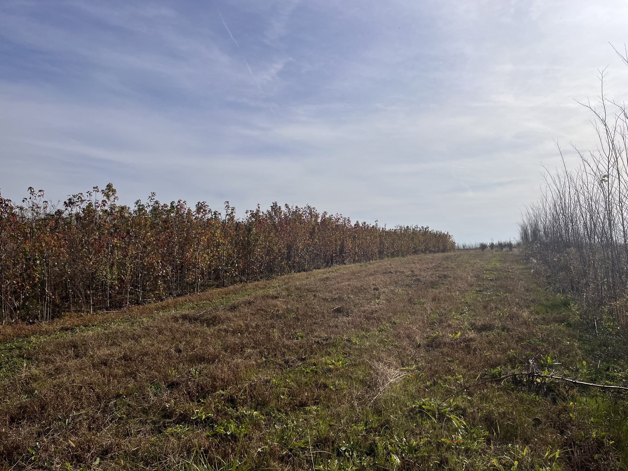 0 Ivy Bluff Trail Property Photo 10