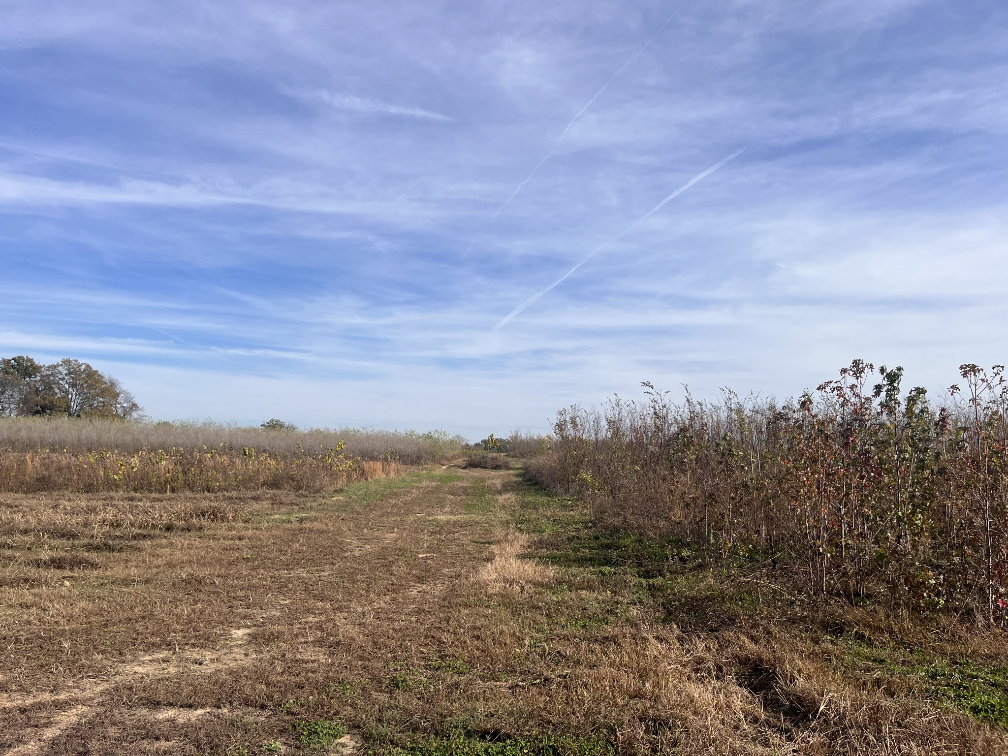 0 Ivy Bluff Trail Property Photo 13