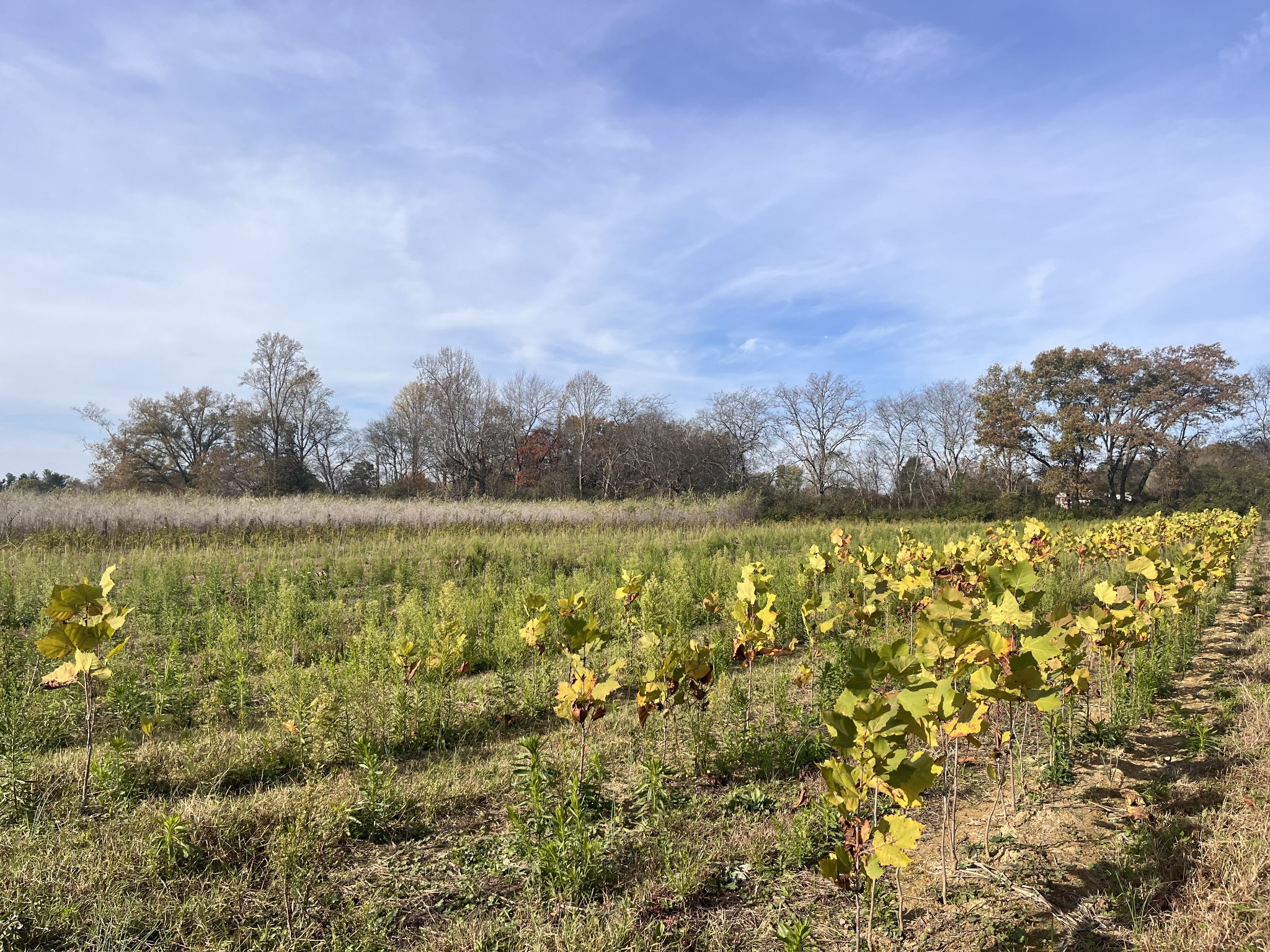 0 Ivy Bluff Trail Property Photo 27