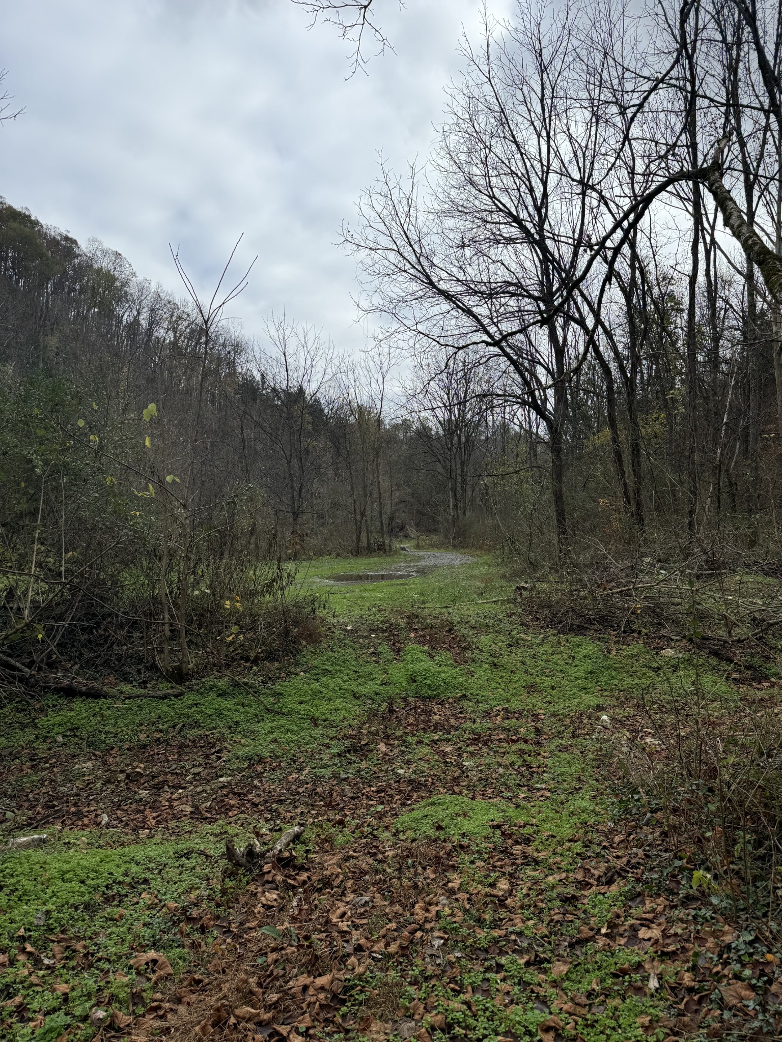 0 Webster Branch Ln Property Photo 2