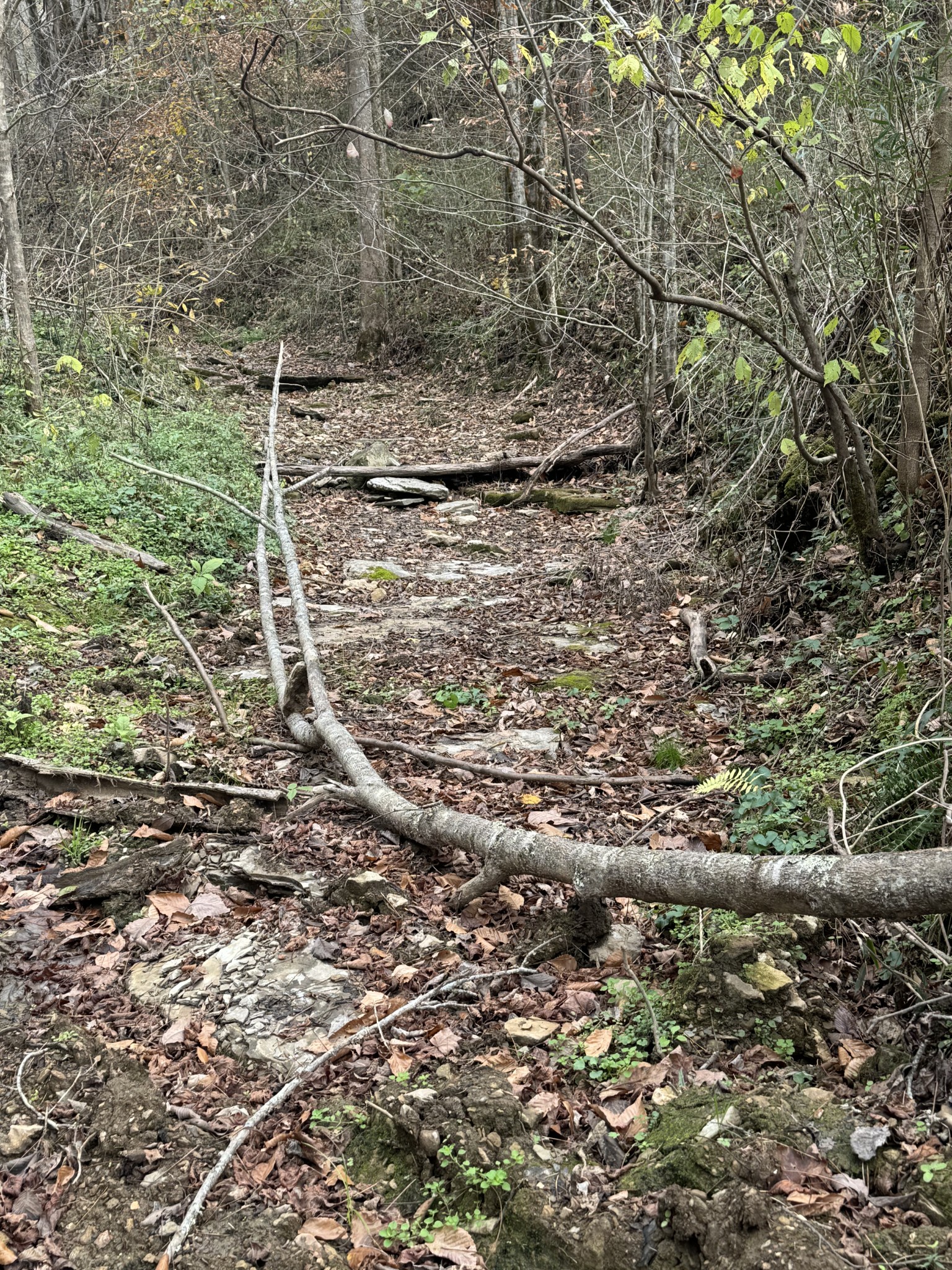0 Webster Branch Ln Property Photo 11