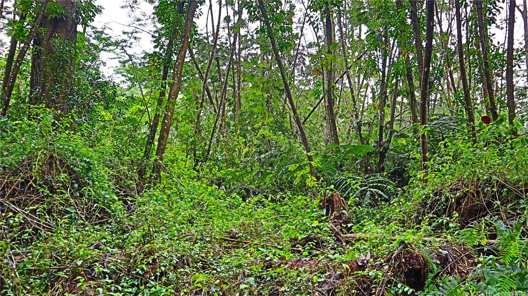 0 Ginger Road Property Photo 1