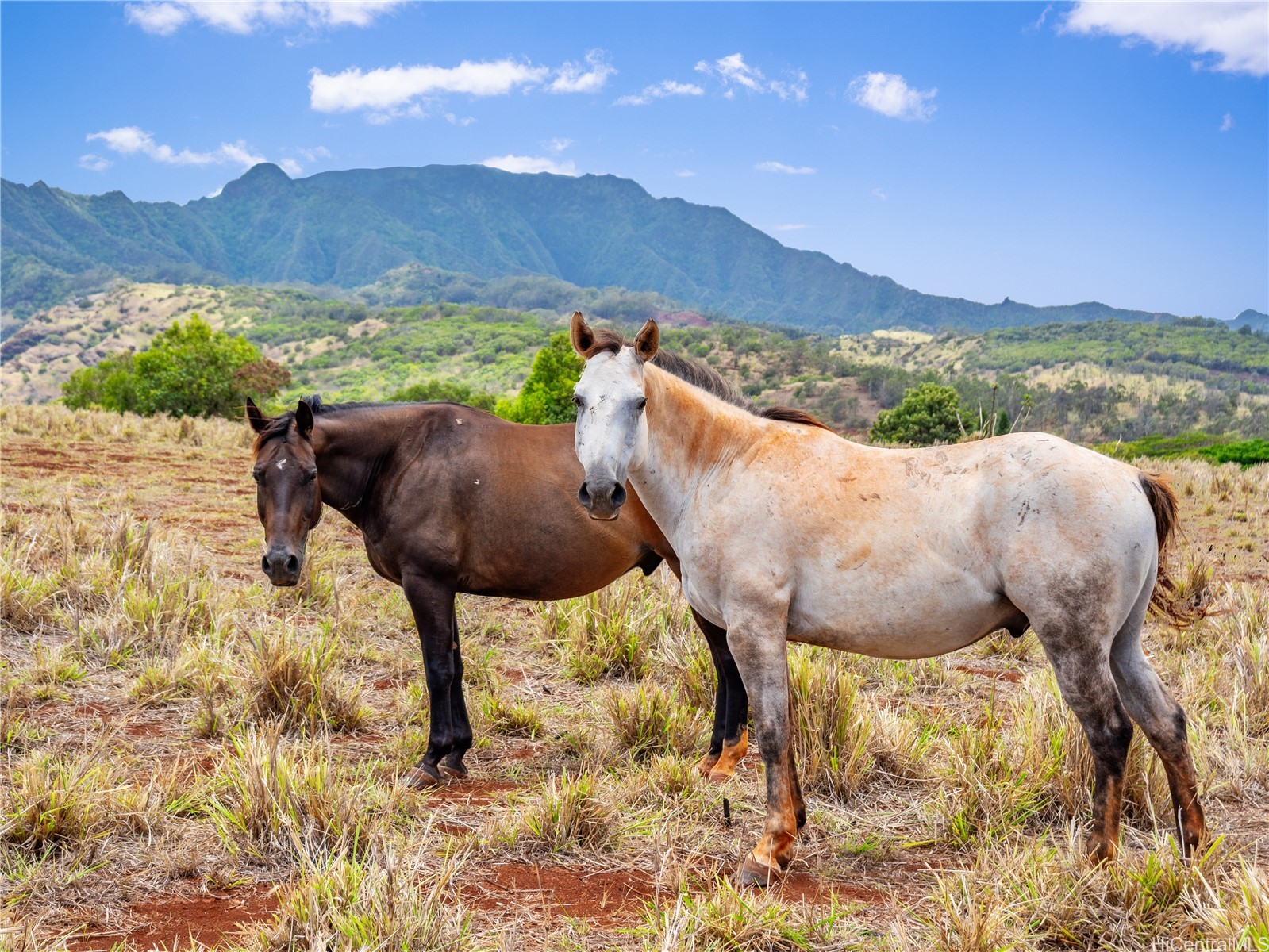 65-283 Kaukonahua Road 22 Property Photo 13