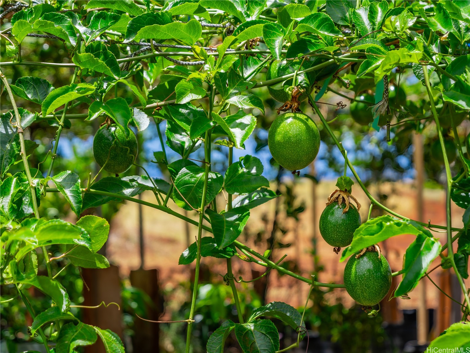 65-283 Kaukonahua Road 22 Property Photo 14