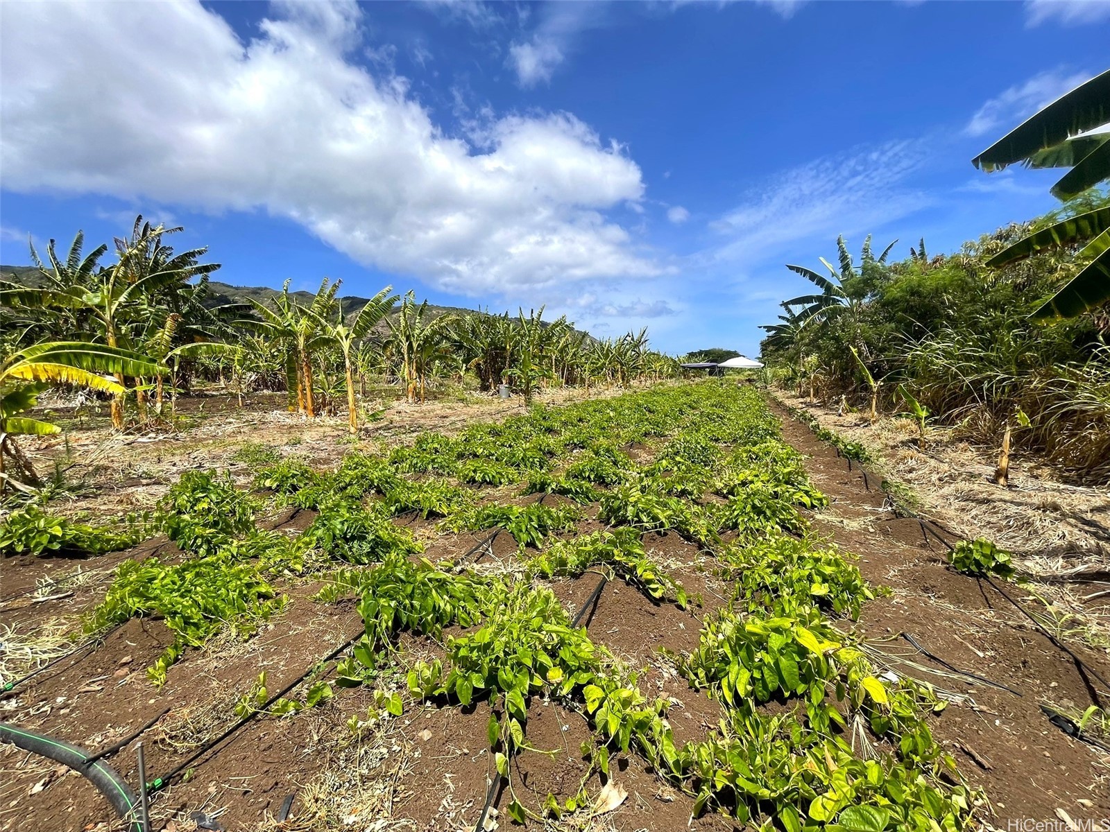 68-670 Farrington Highway 11 Property Photo 6