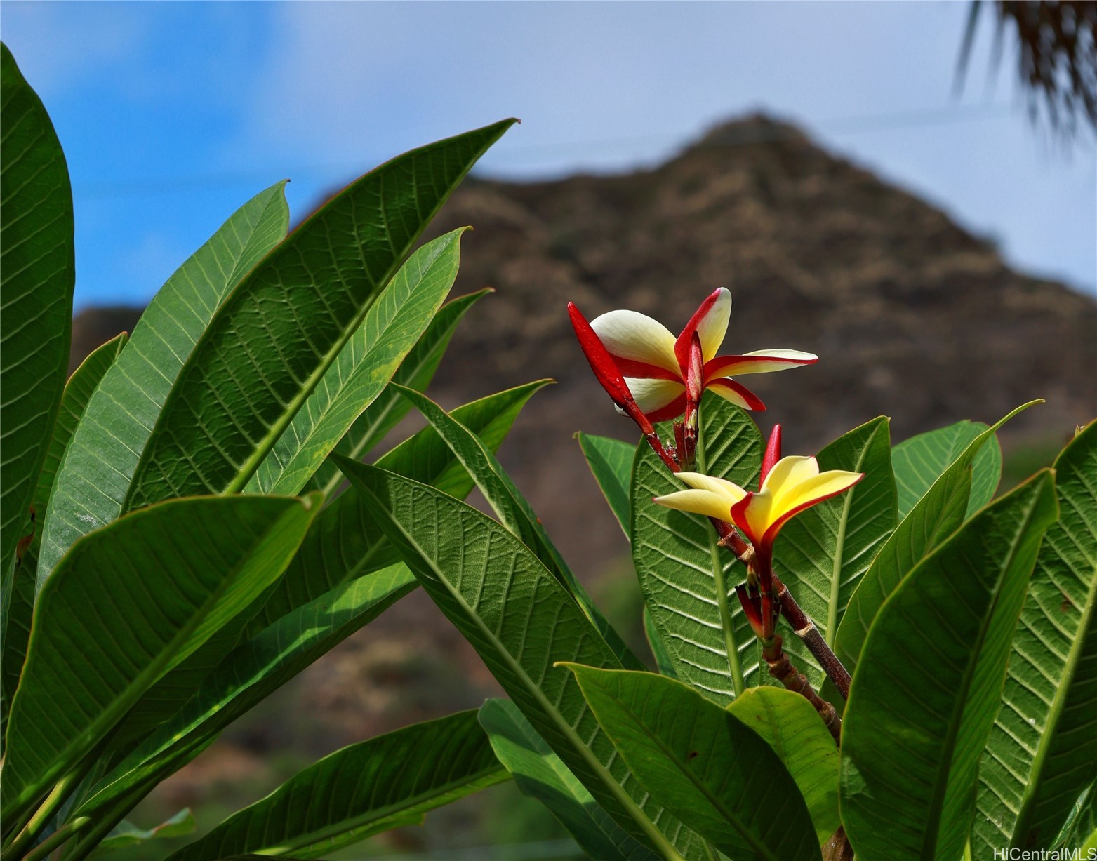 3063 Diamond Head Road Property Photo 17