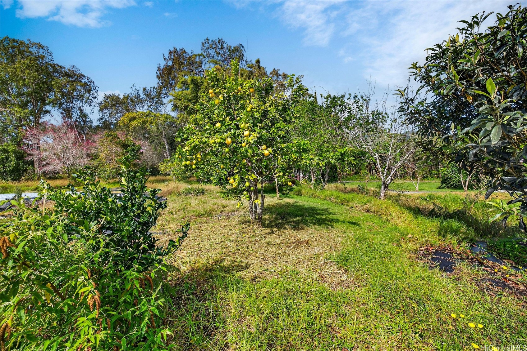 64-645 Mamalahoa Highway Property Photo 19