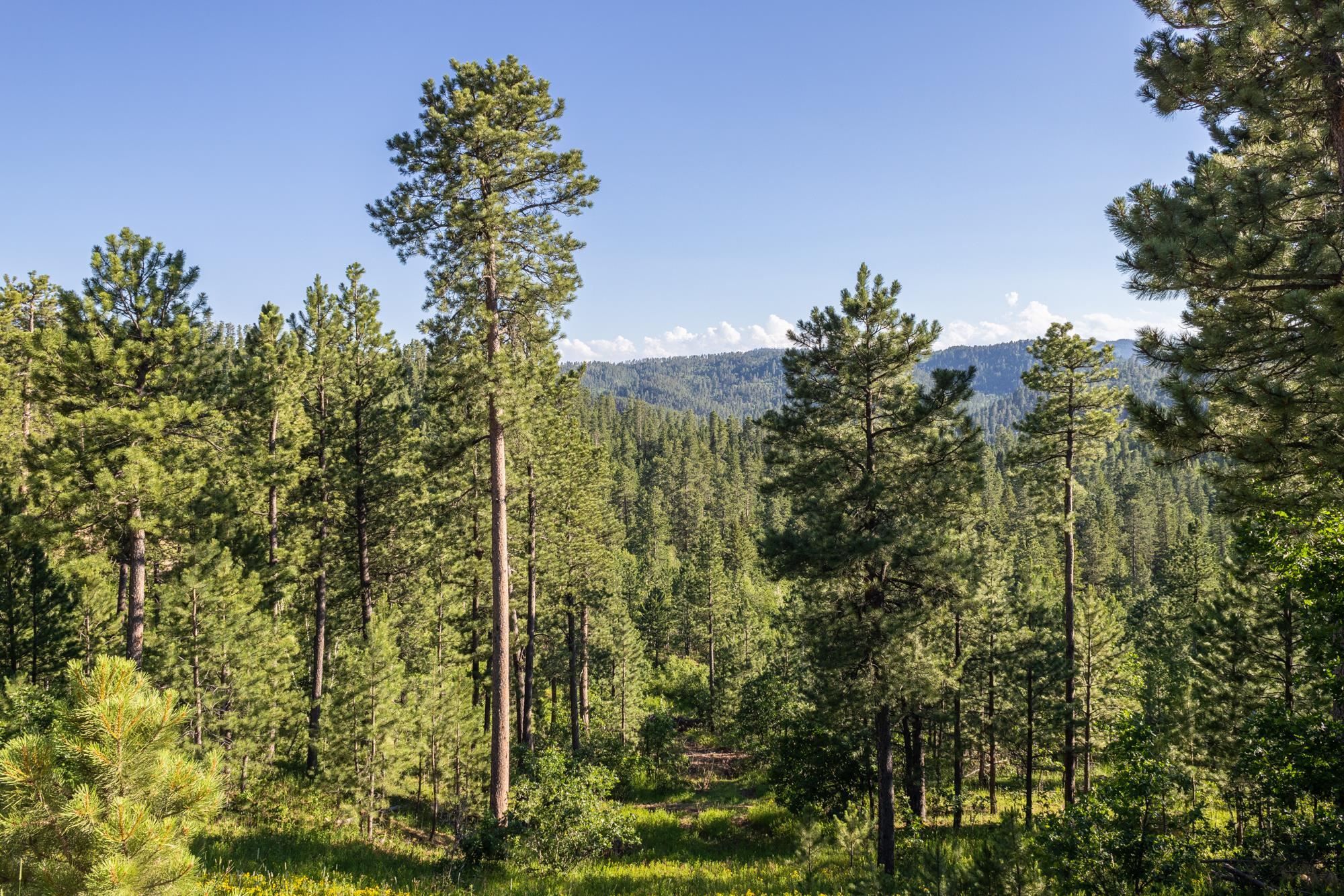Lot 115b Paradise Gulch Loop Property Photo 28