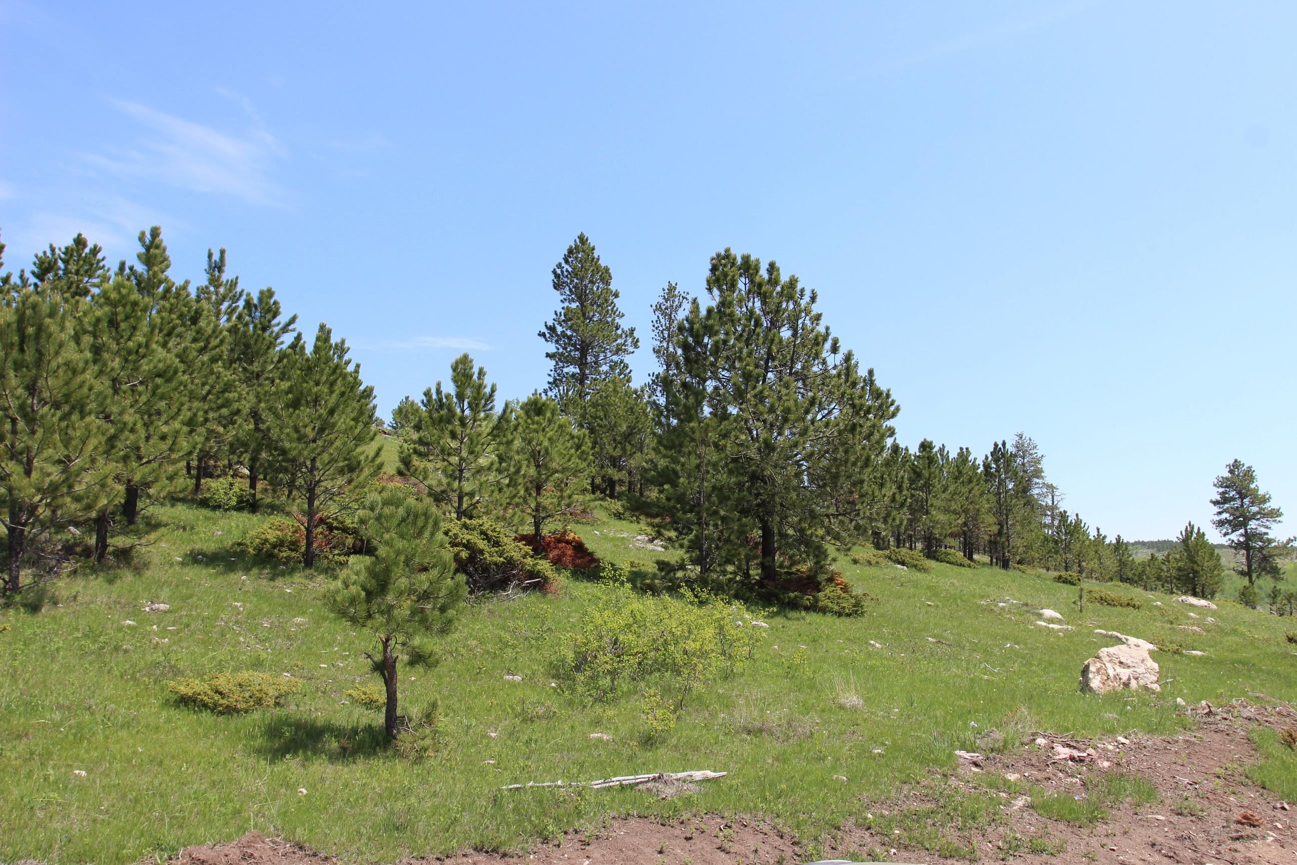 20.57 Acres Custer Limestone Road Property Photo 12