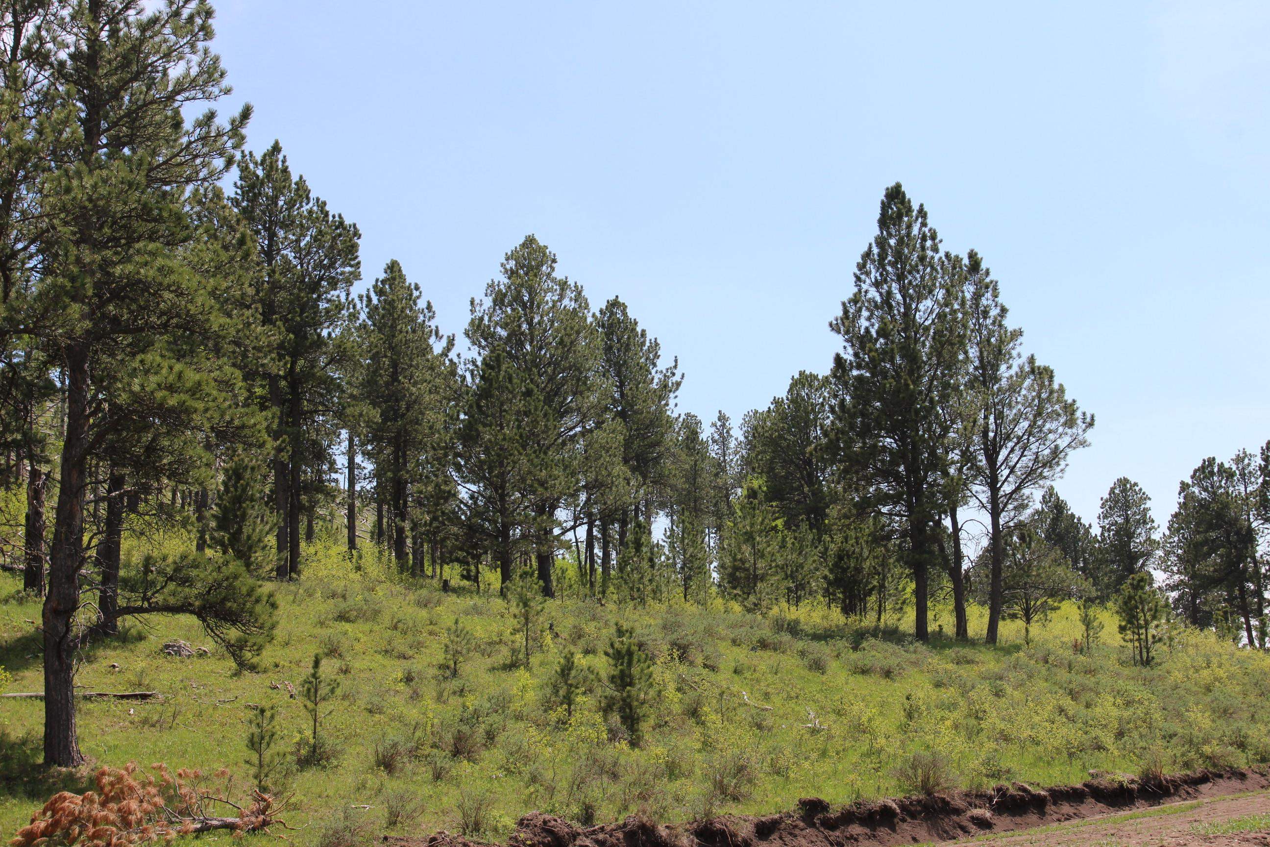 11246 Custer Limestone Road Property Photo 30