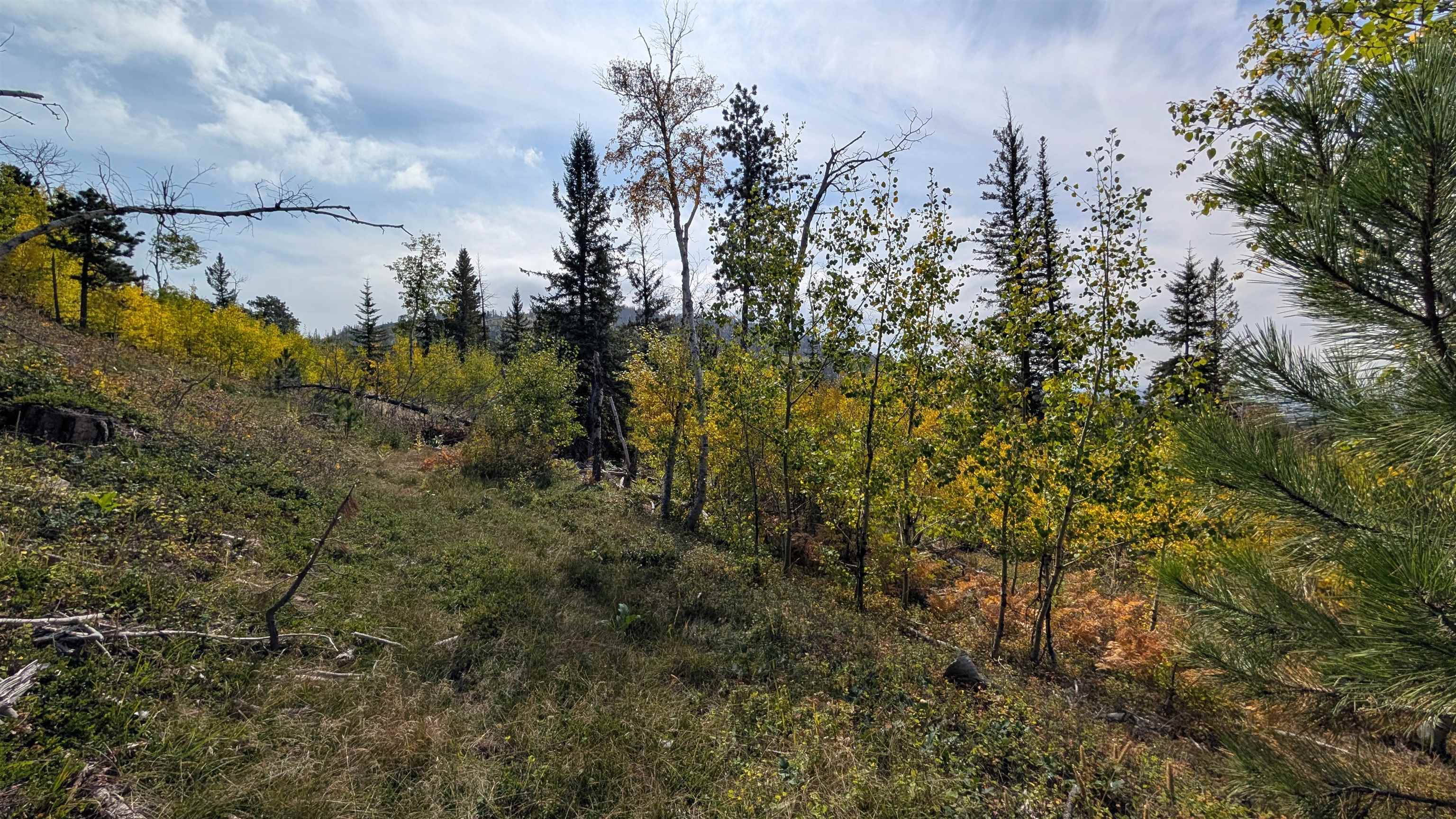 Ms 2066 Moose Trail Property Photo 6