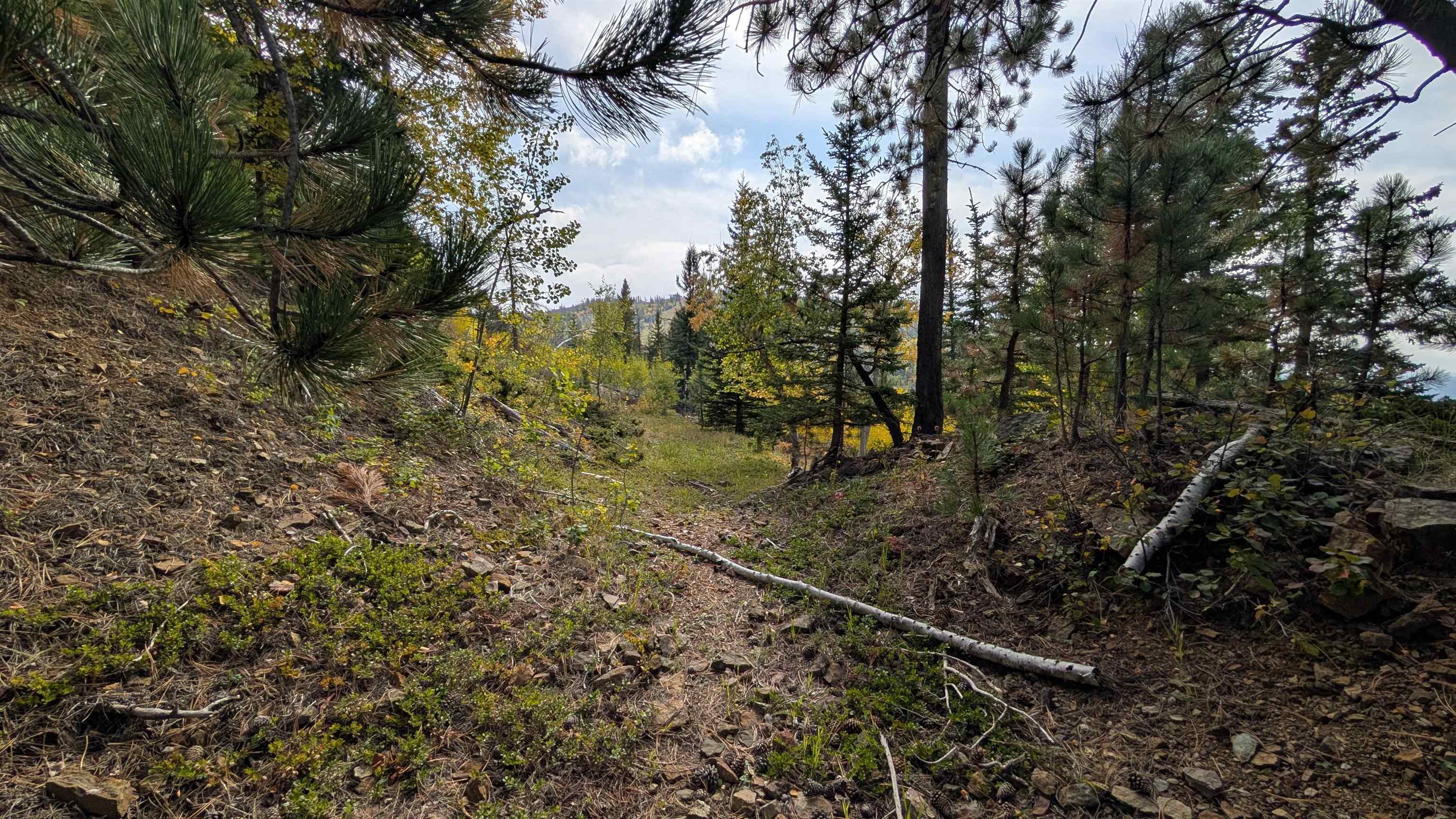 Ms 2066 Moose Trail Property Photo 8