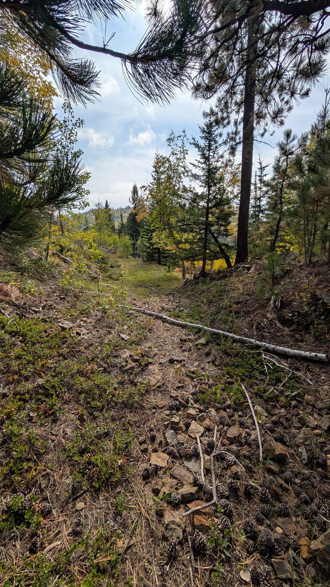 Ms 2066 Moose Trail Property Photo 9