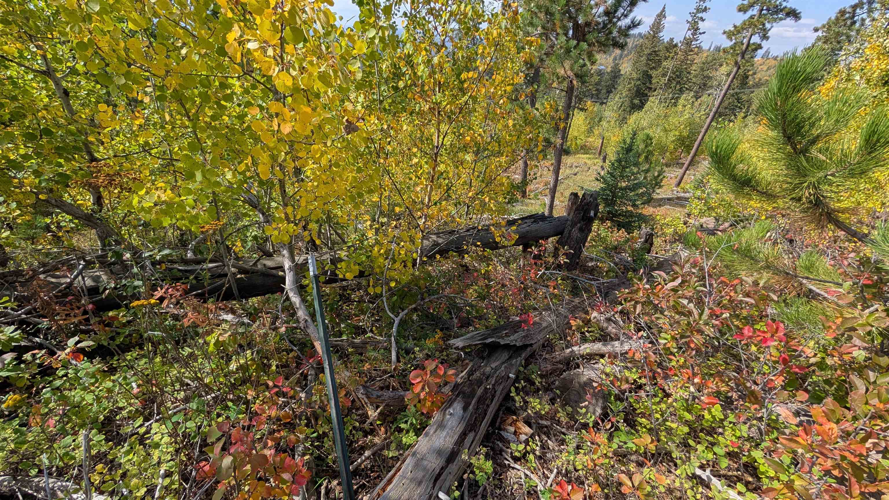 Ms 2066 Moose Trail Property Photo 11