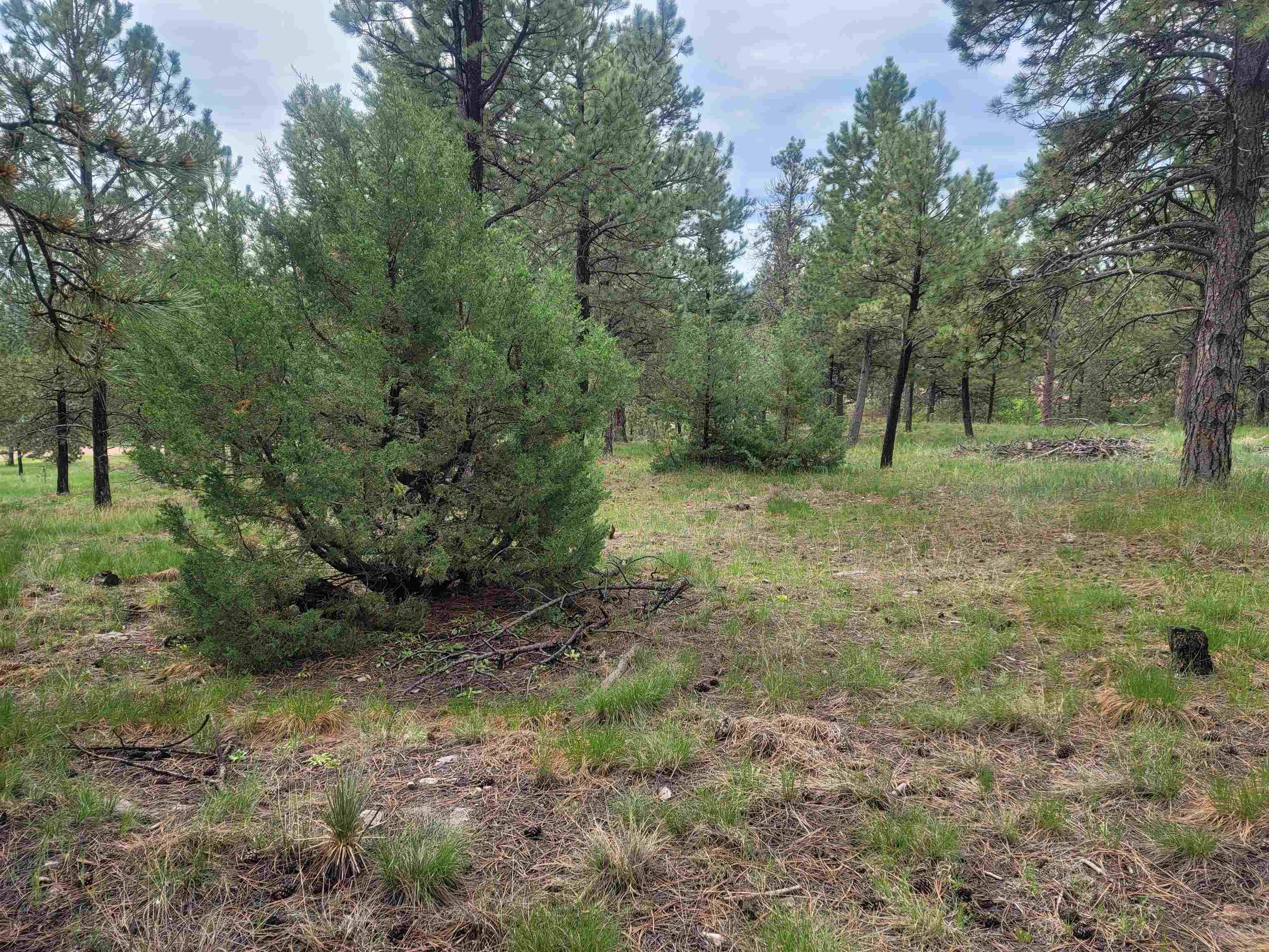 24653 Outback Trail Property Photo 4