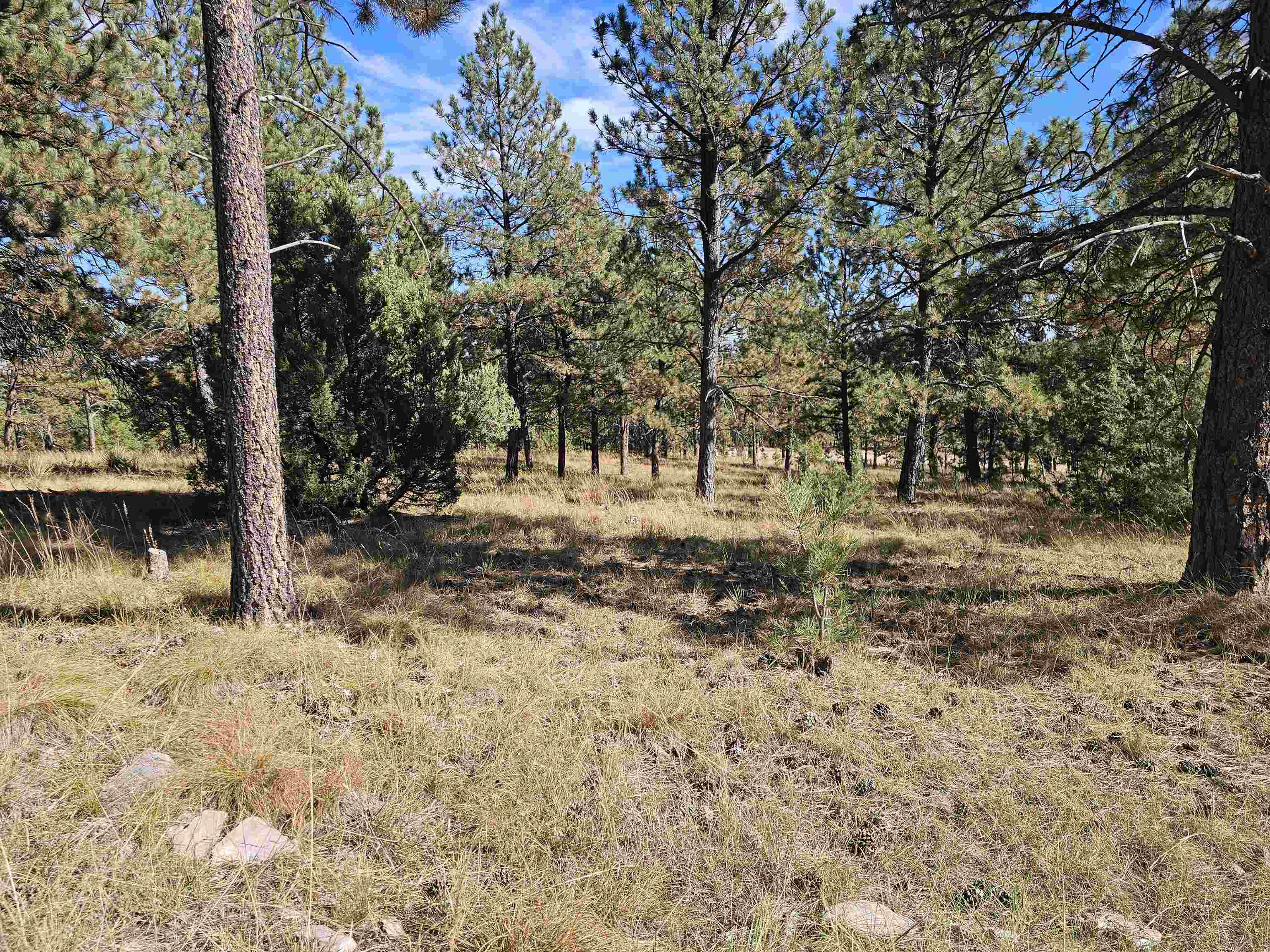 24653 Outback Trail Property Photo 5