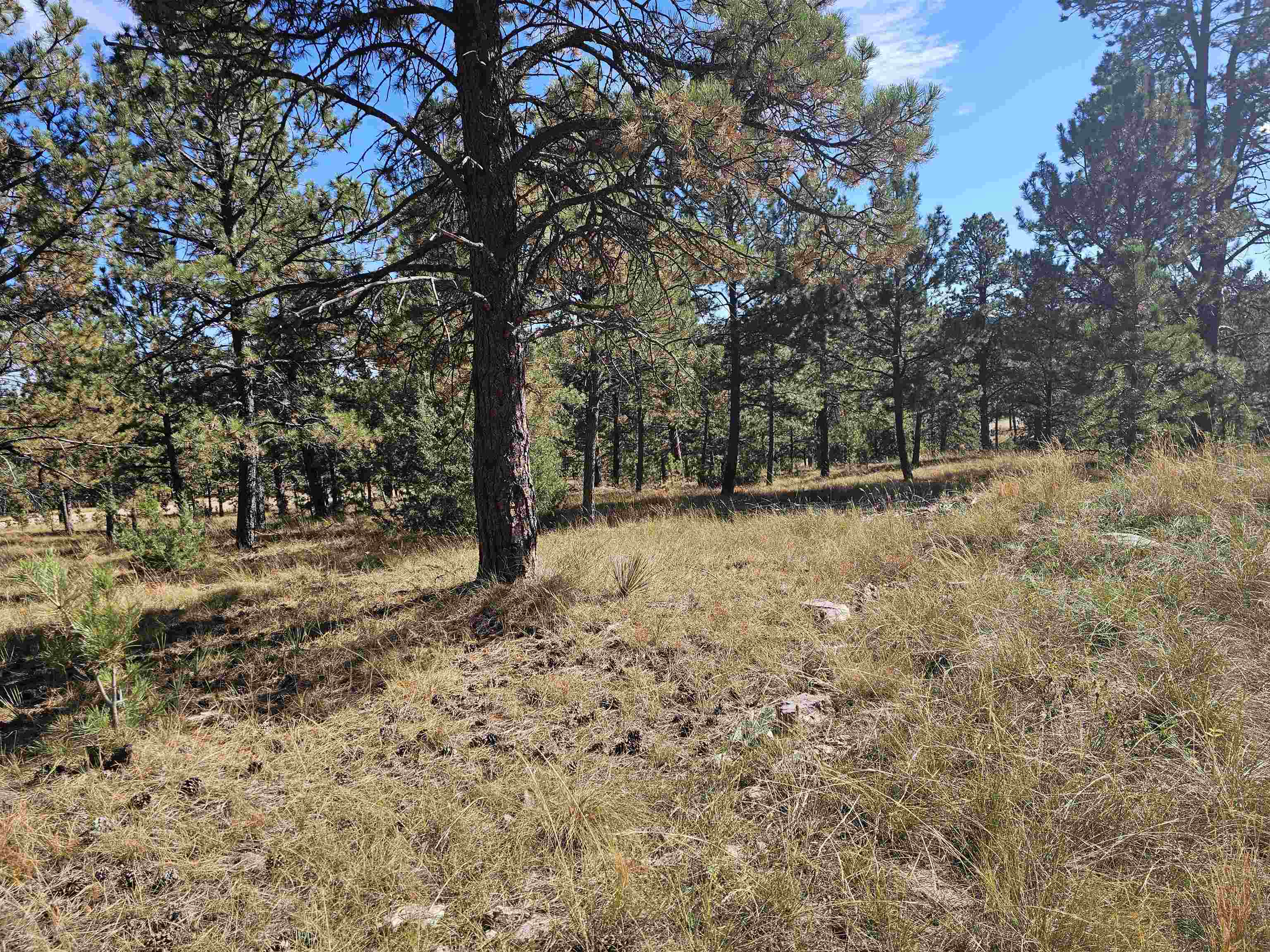 24653 Outback Trail Property Photo 6