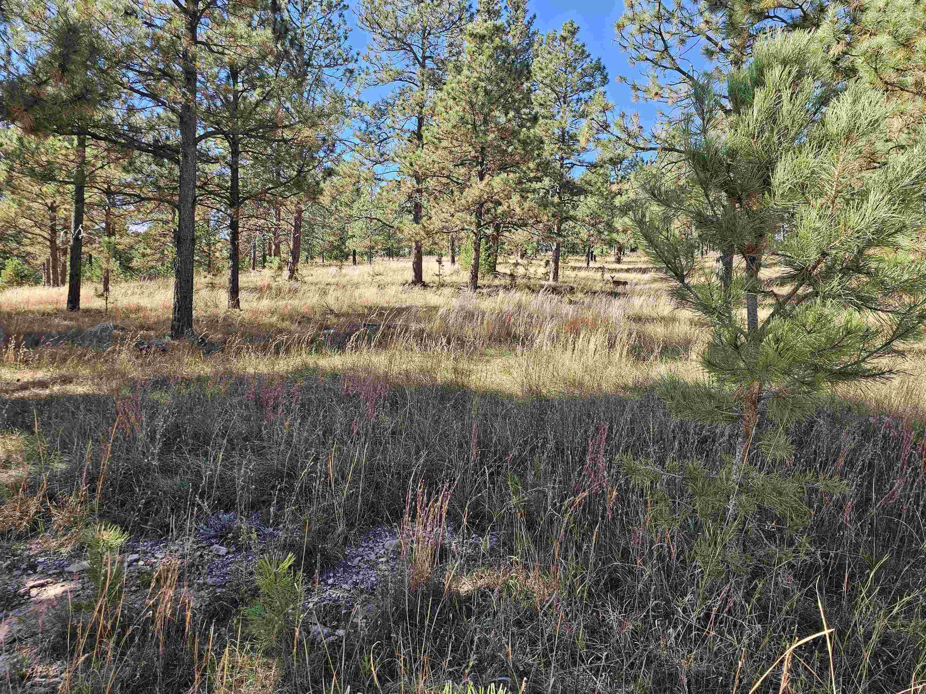 24653 Outback Trail Property Photo 31