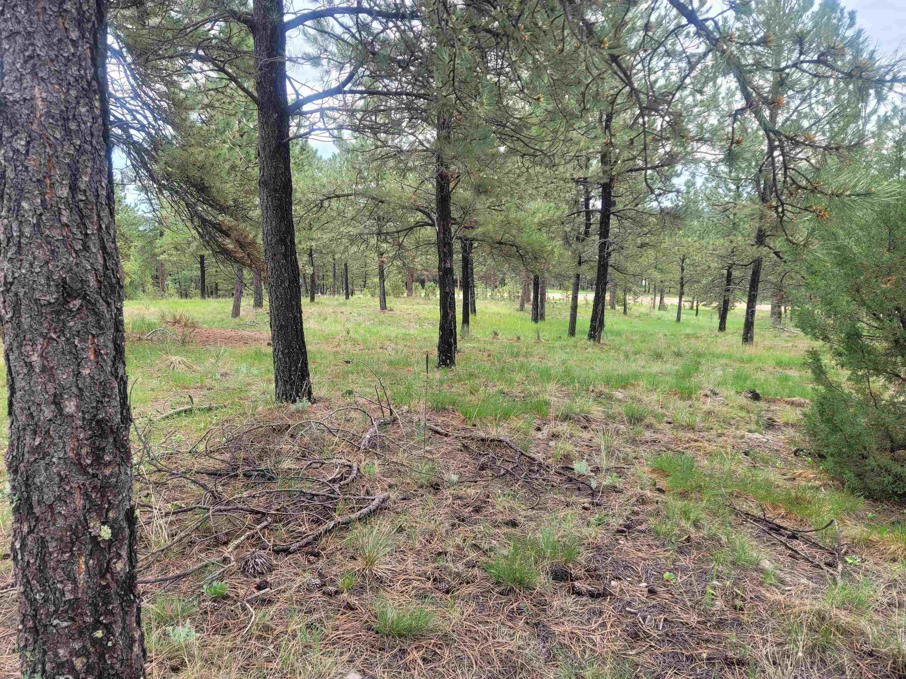 24653 Outback Trail Property Photo 33