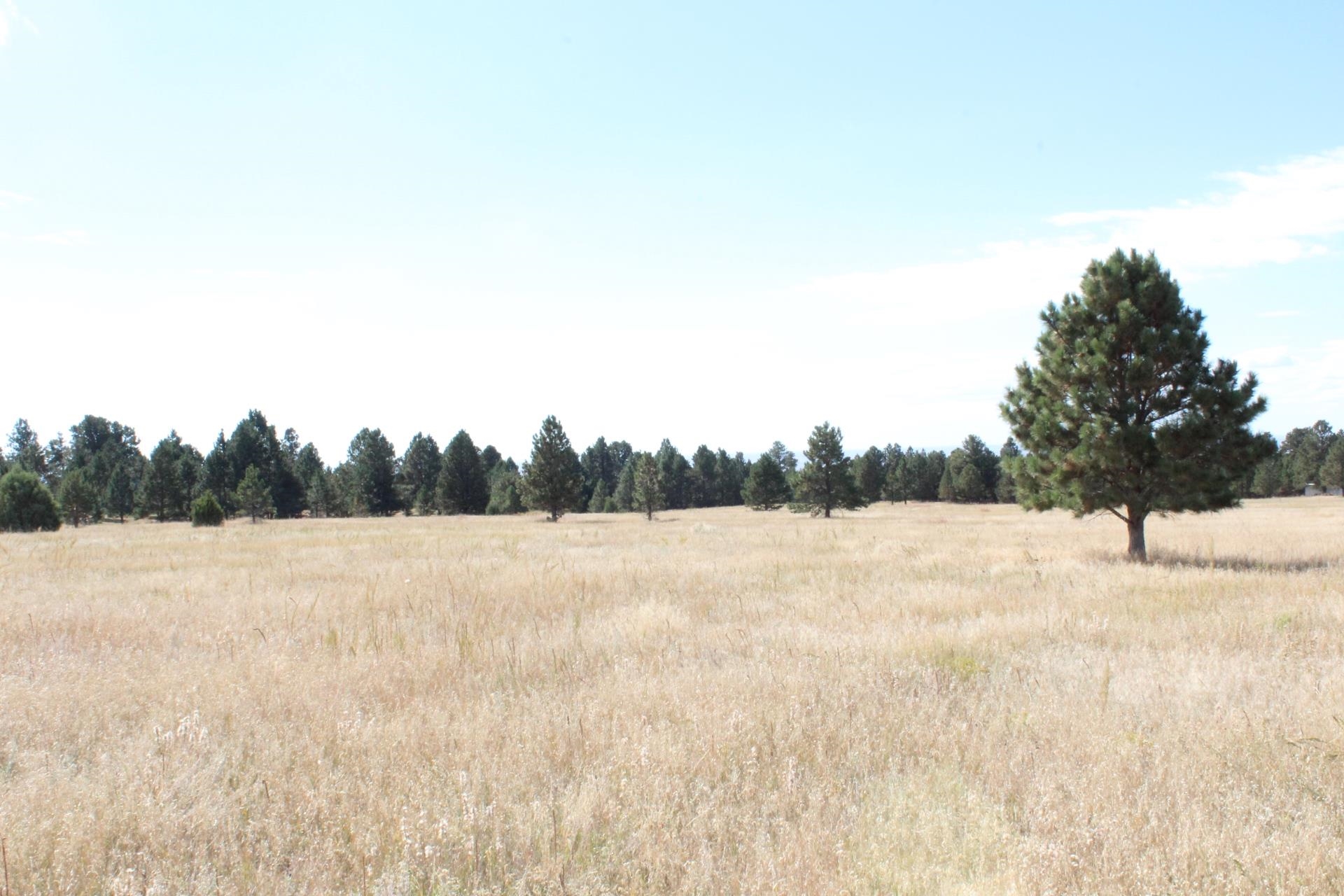 Bridle Bit Court Property Photo 12