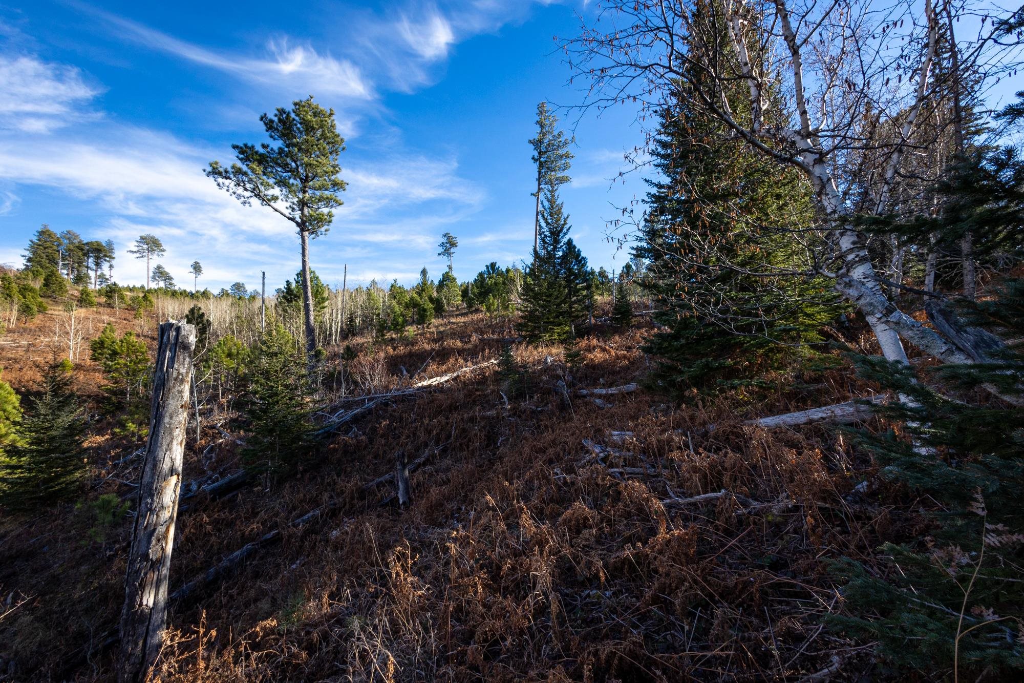 Lot 42 Noble Grand Court Property Photo 38