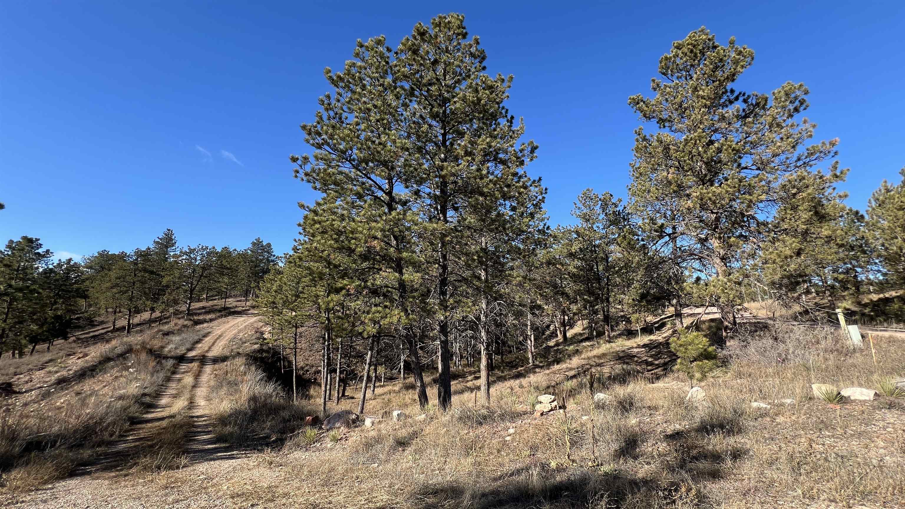 12725 Ridgeview Drive Property Photo 4