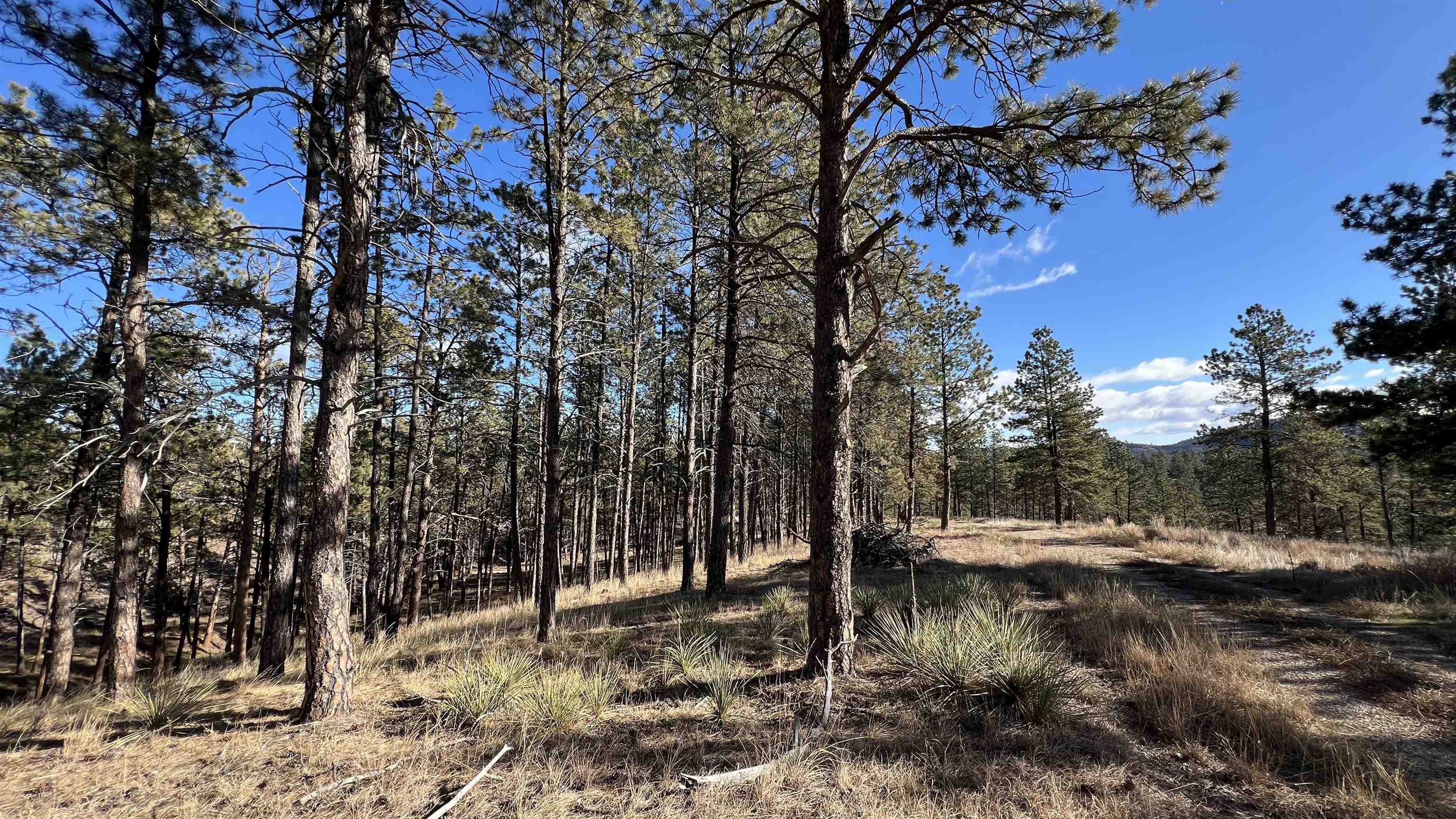 12725 Ridgeview Drive Property Photo 10