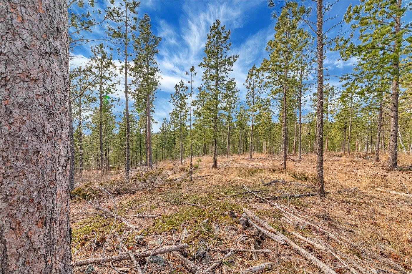 Tbd Lofty Pines Ct Property Photo 6