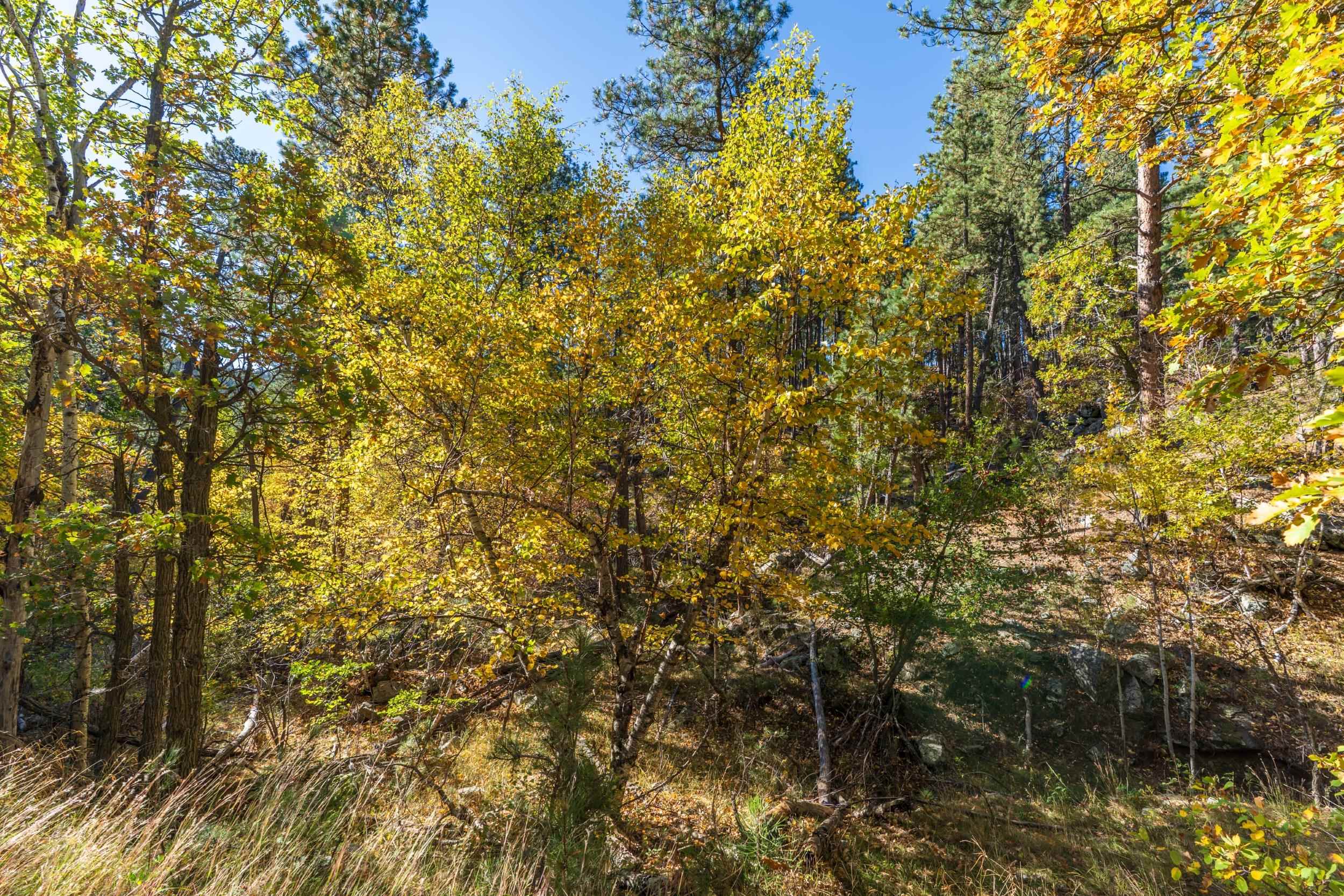 Lot 4 Old Hill City Road Property Photo 11