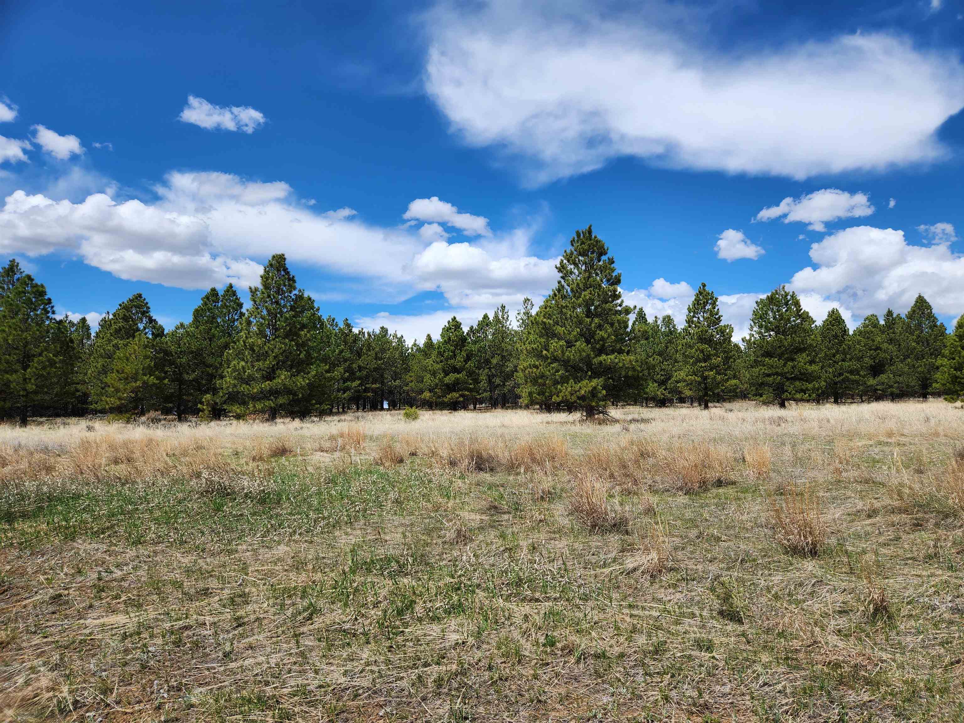 55 Two Pipe Trail Property Photo 6