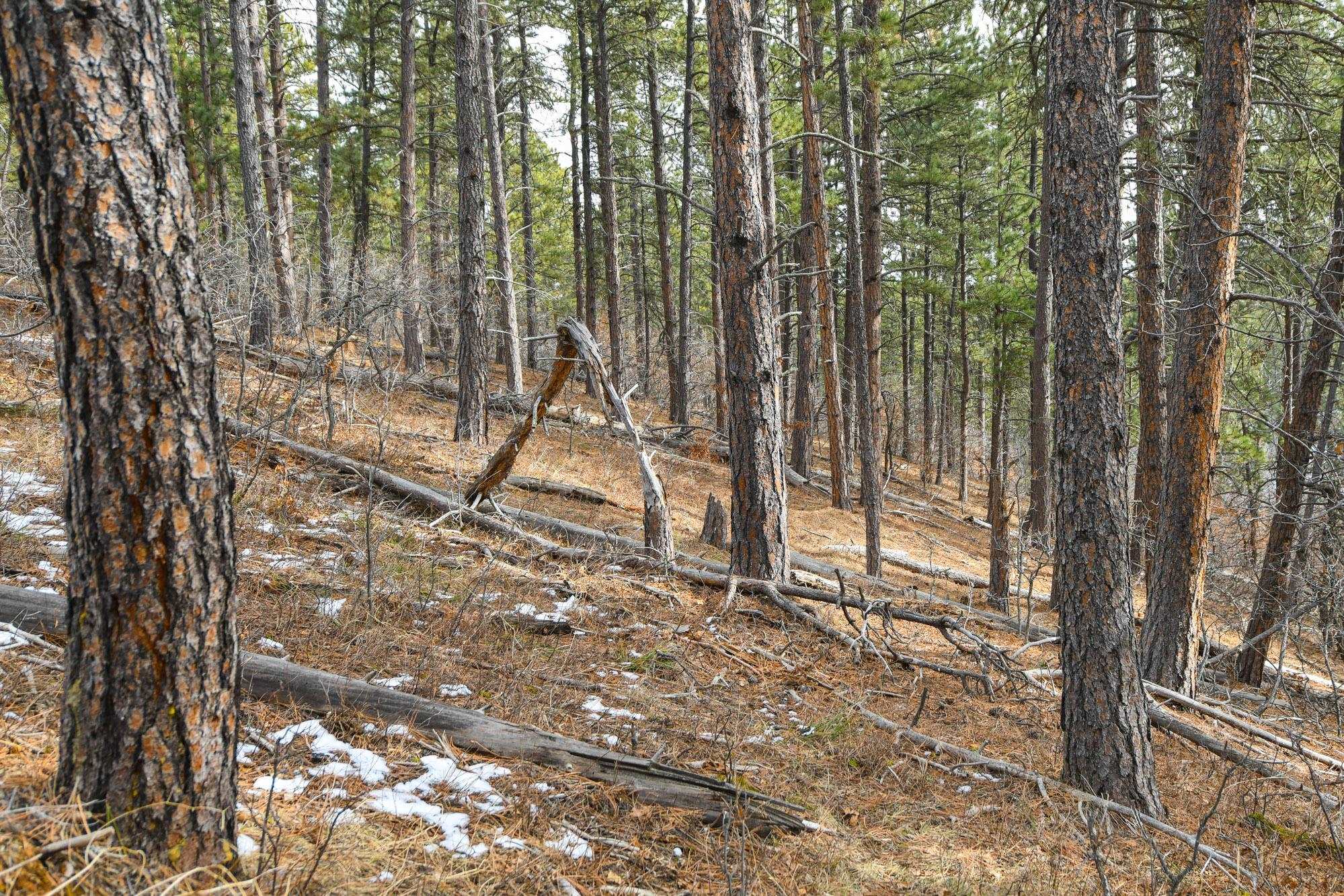 Tbd Aster Road Property Photo 30