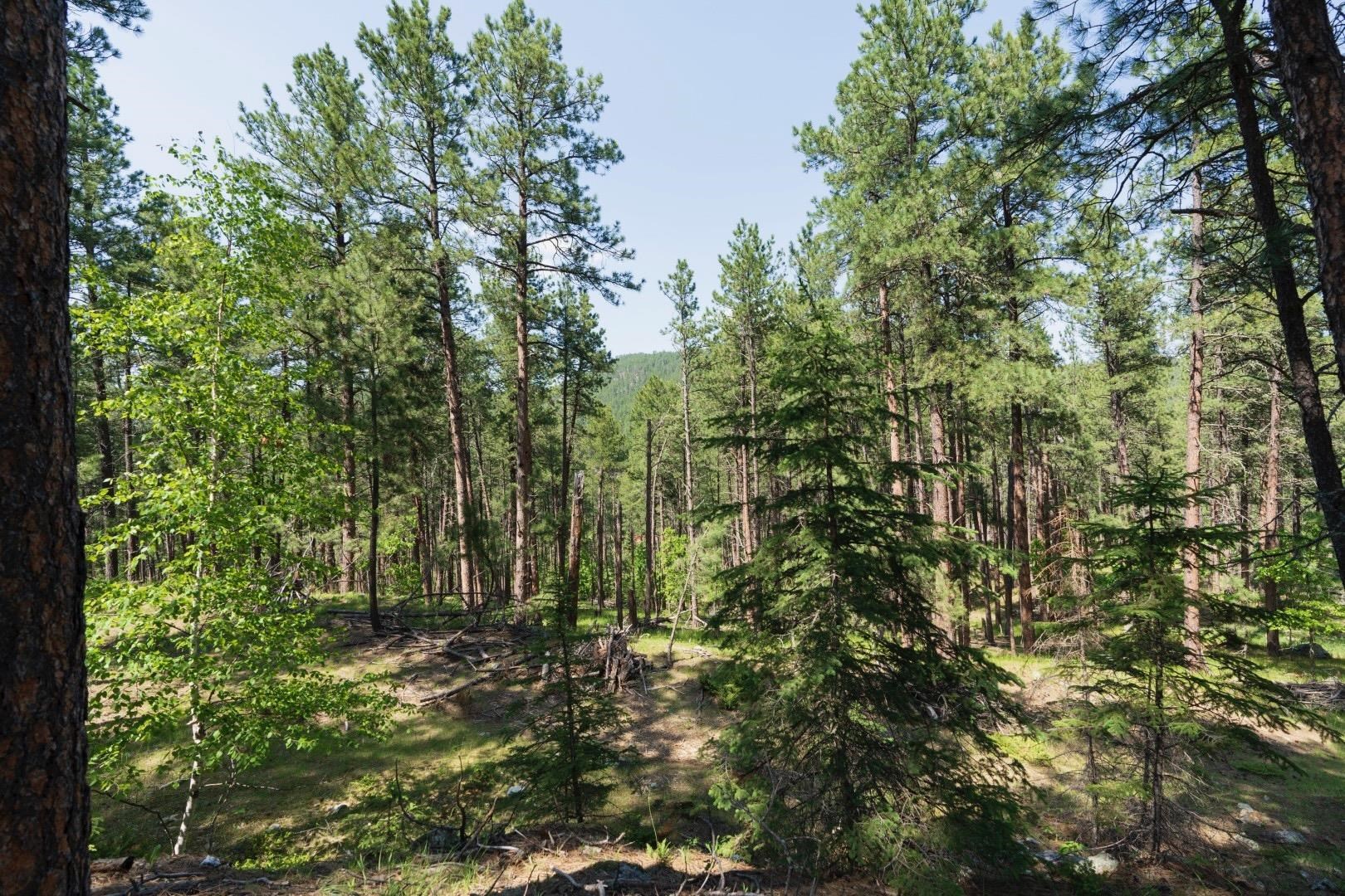 1201a Old Hill City Road Property Photo 24
