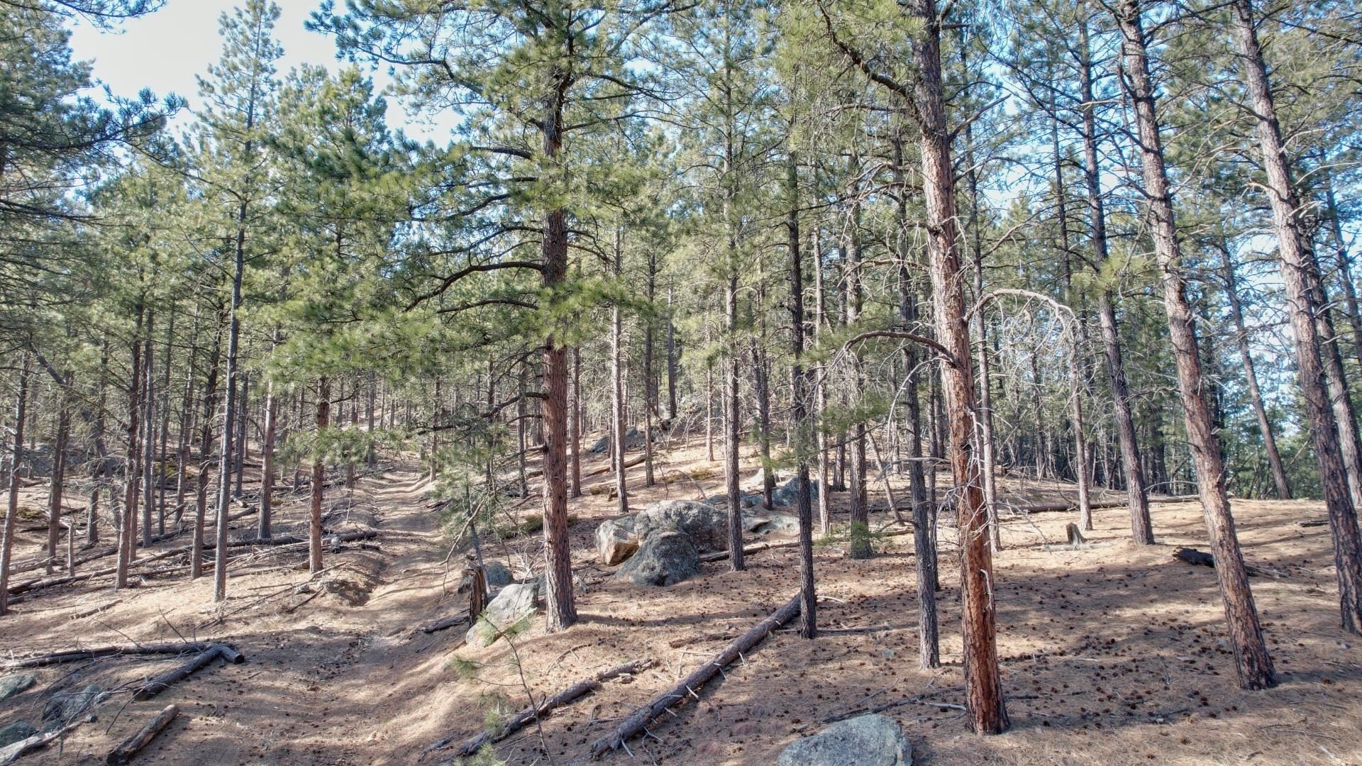 1201a Old Hill City Road Property Photo 27