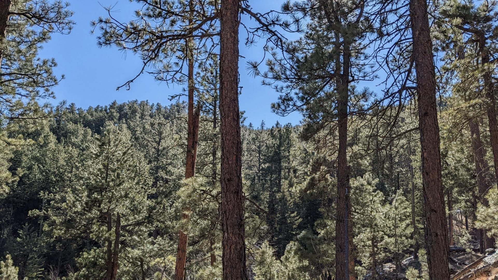 1201a Old Hill City Road Property Photo 28
