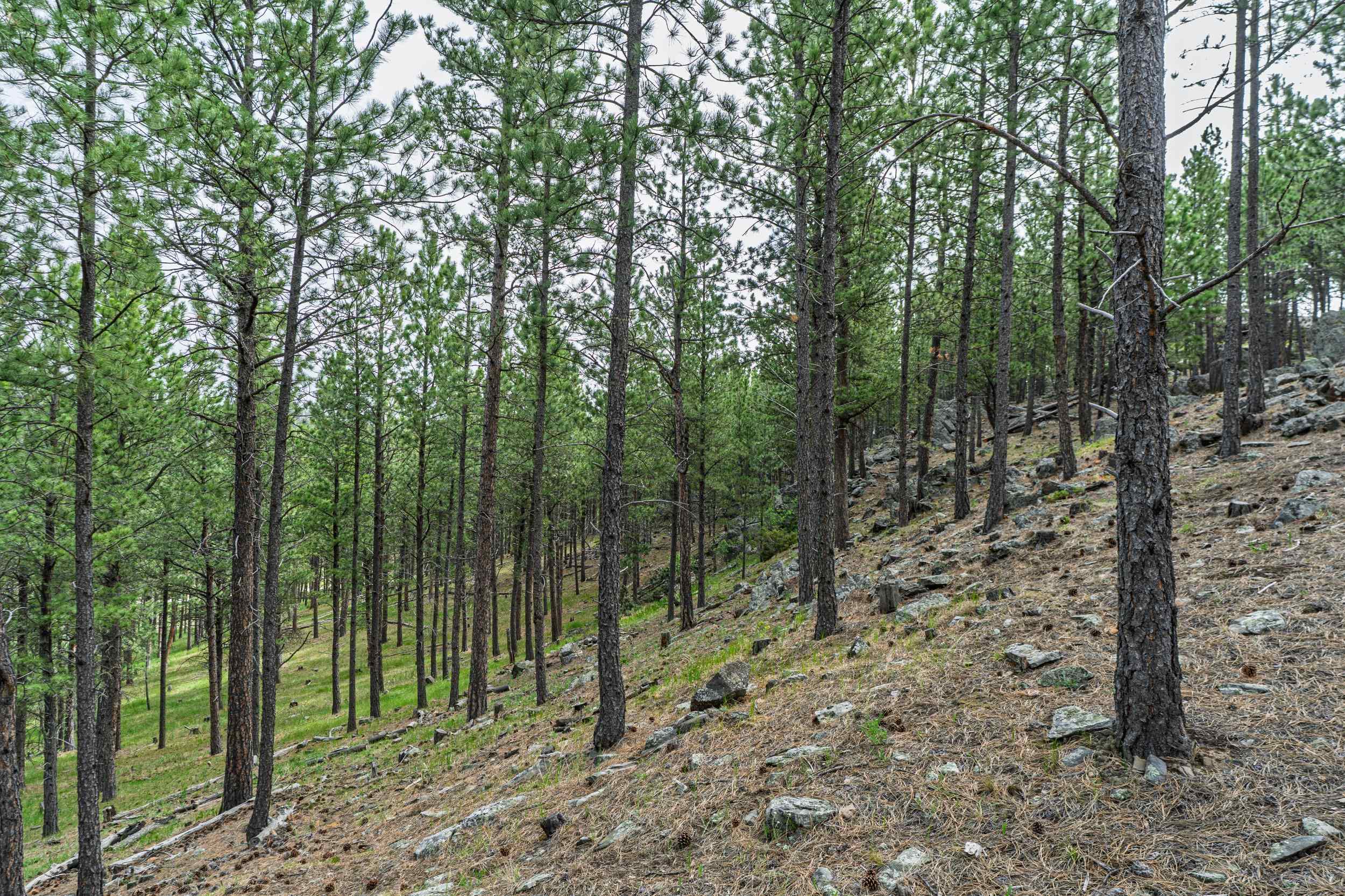 11754 Caledonia Trail Property Photo 32