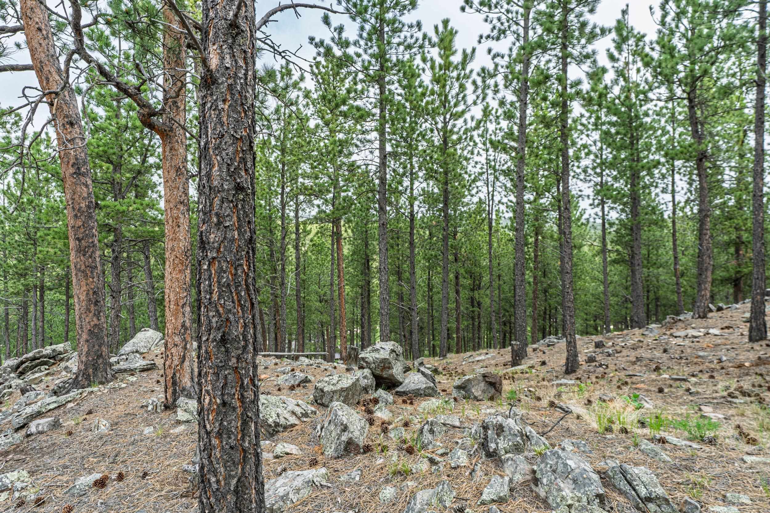 11754 Caledonia Trail Property Photo 34