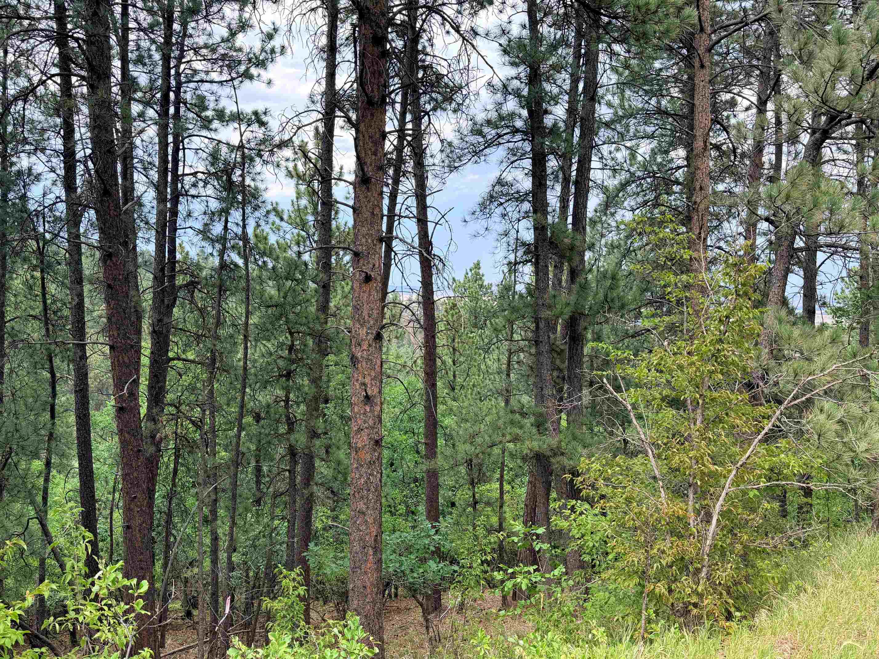 Tbd Timberline Road Property Photo 3