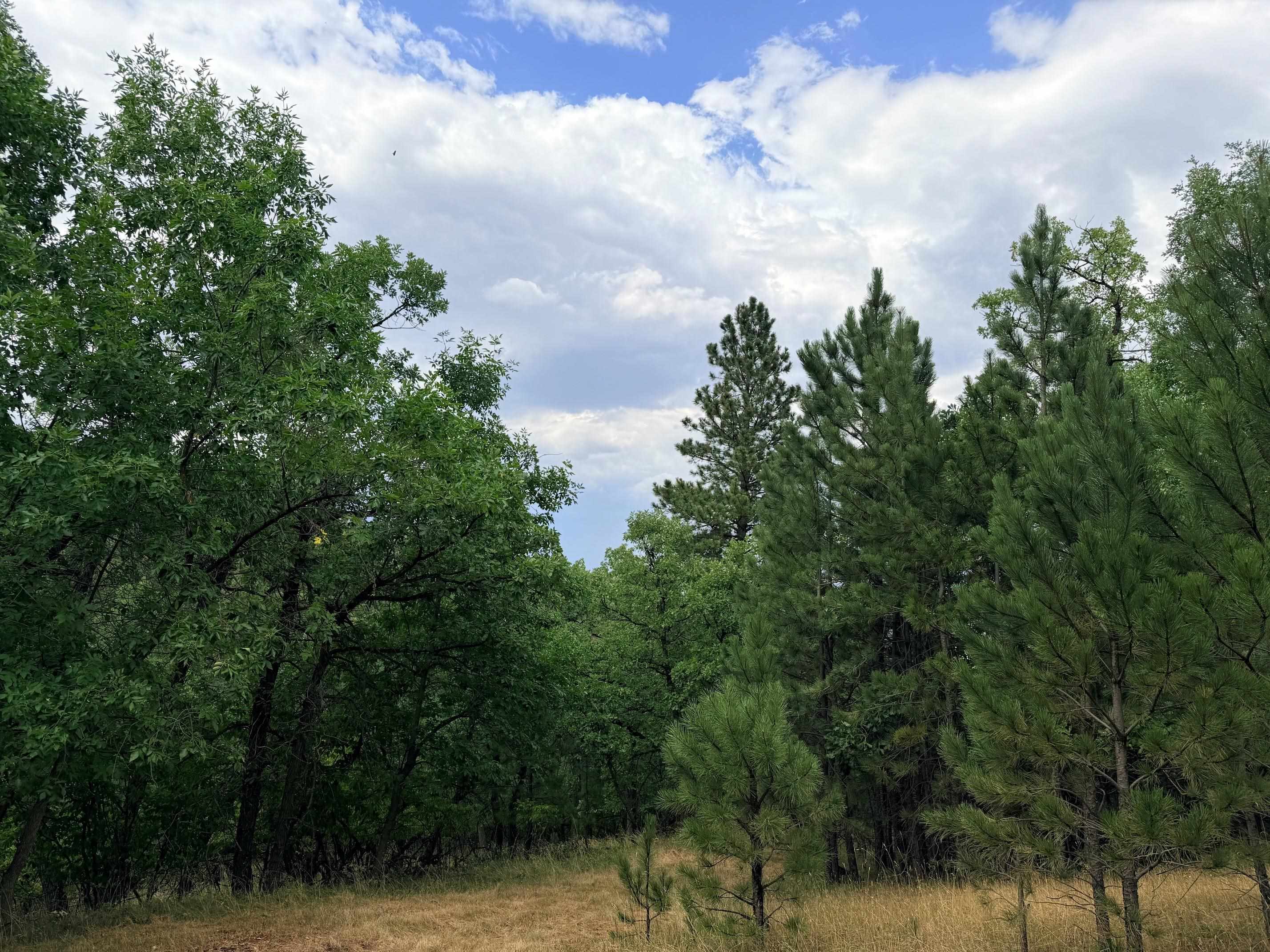 Tbd Timberline Road Property Photo 4