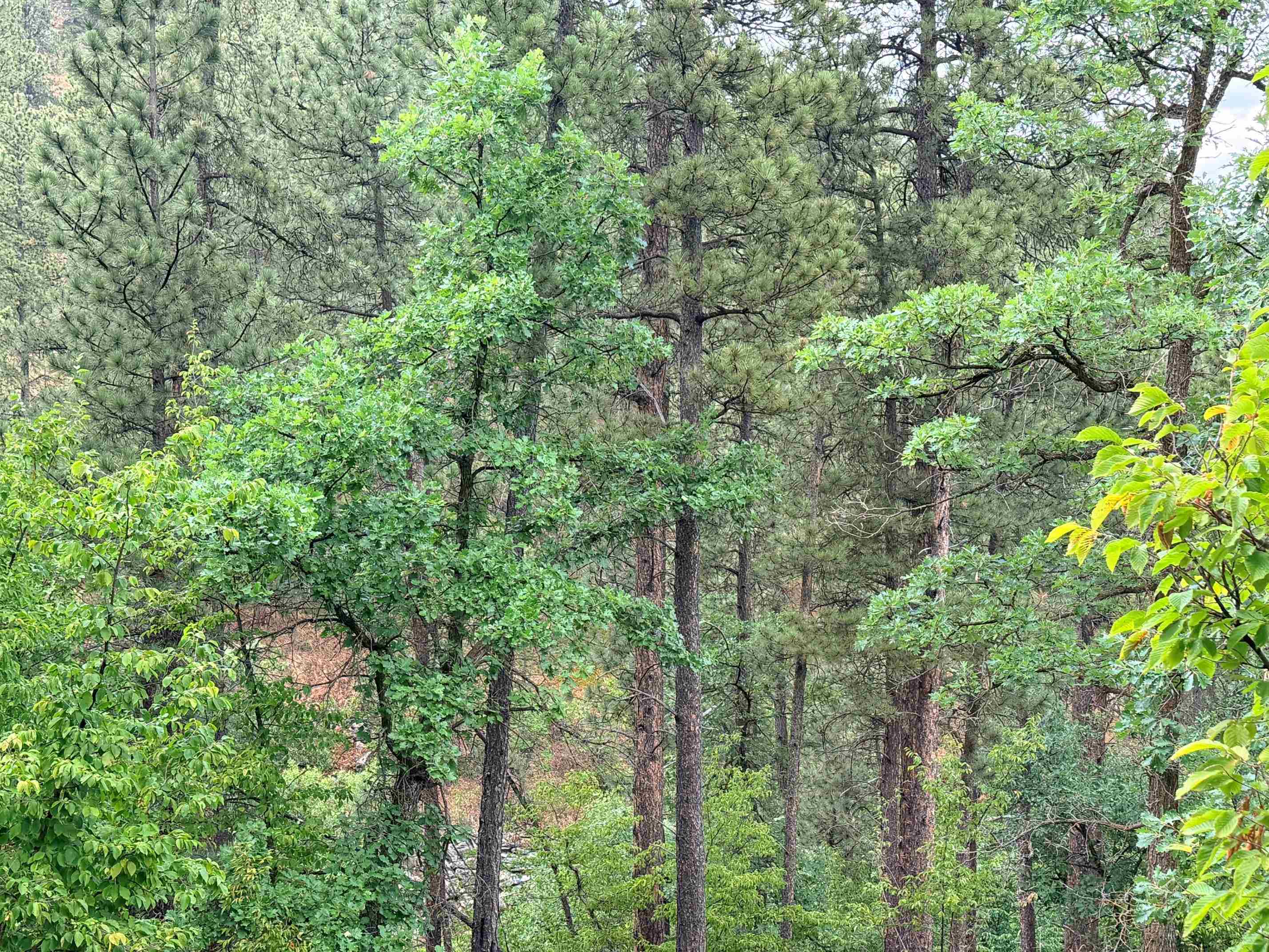 Tbd Timberline Road Property Photo 5