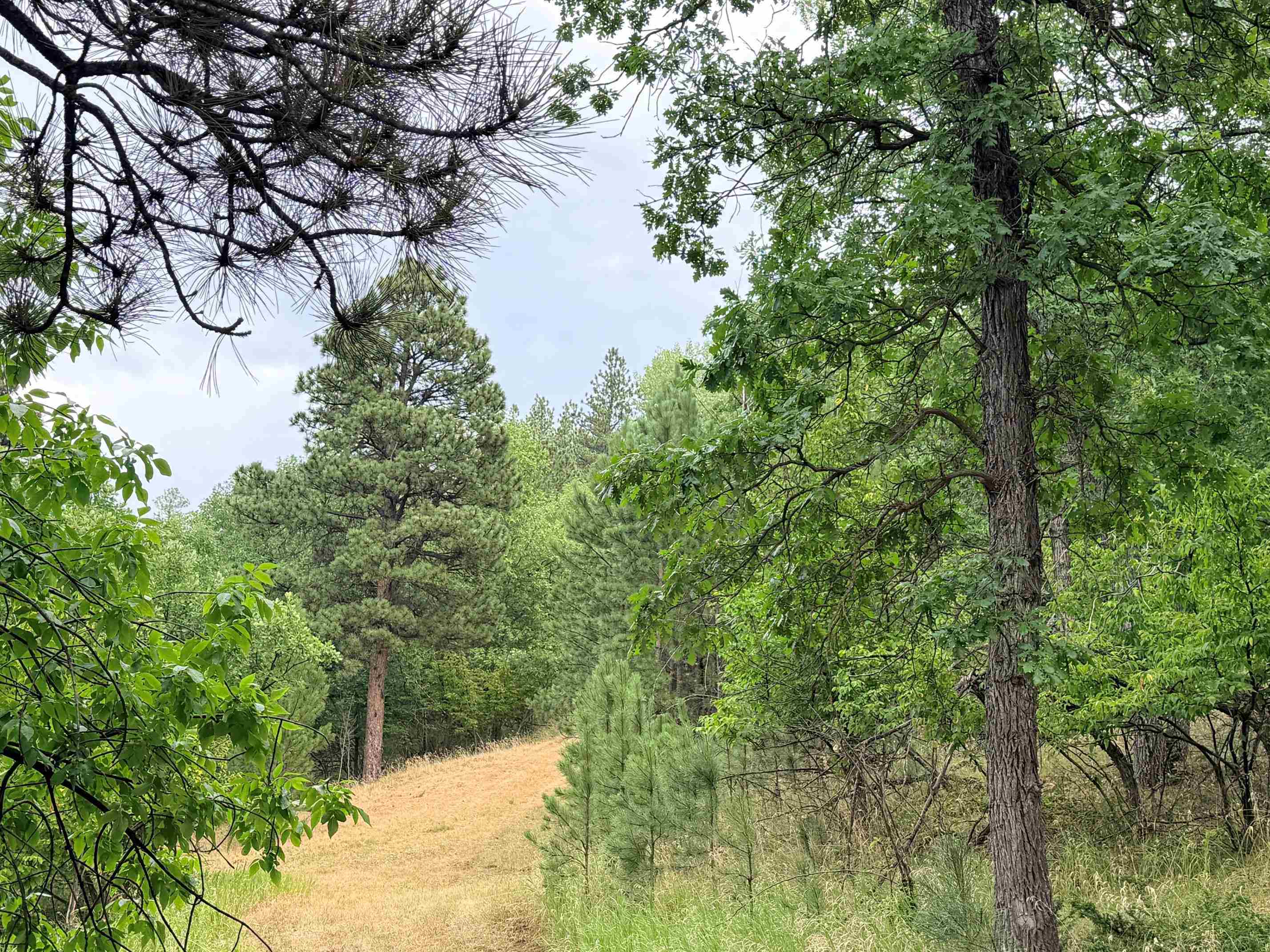 Tbd Timberline Road Property Photo 6